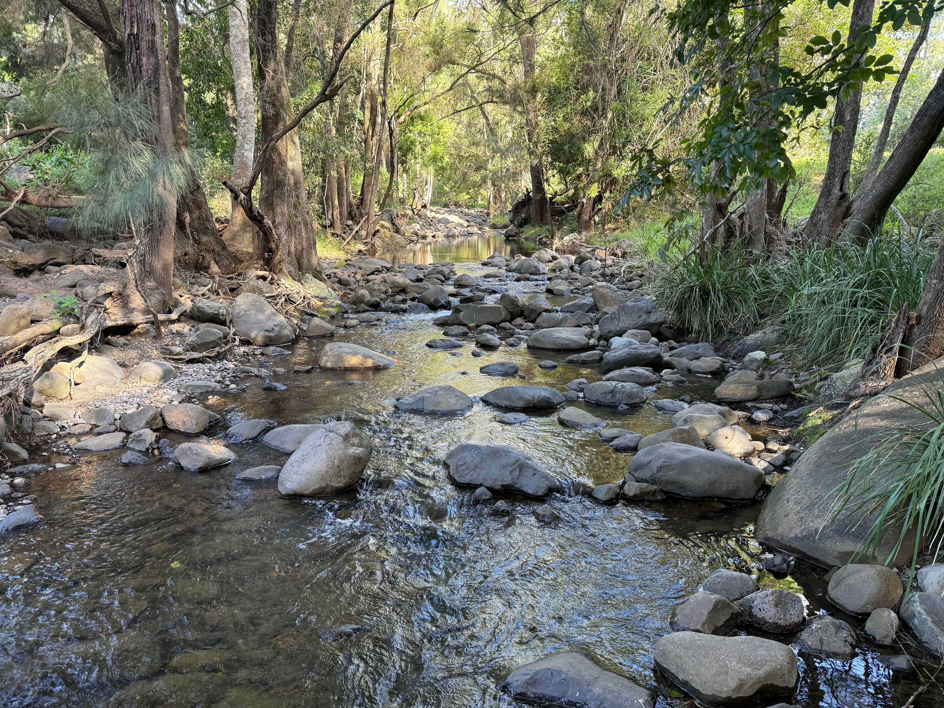 Tyungun At Ferny Glen