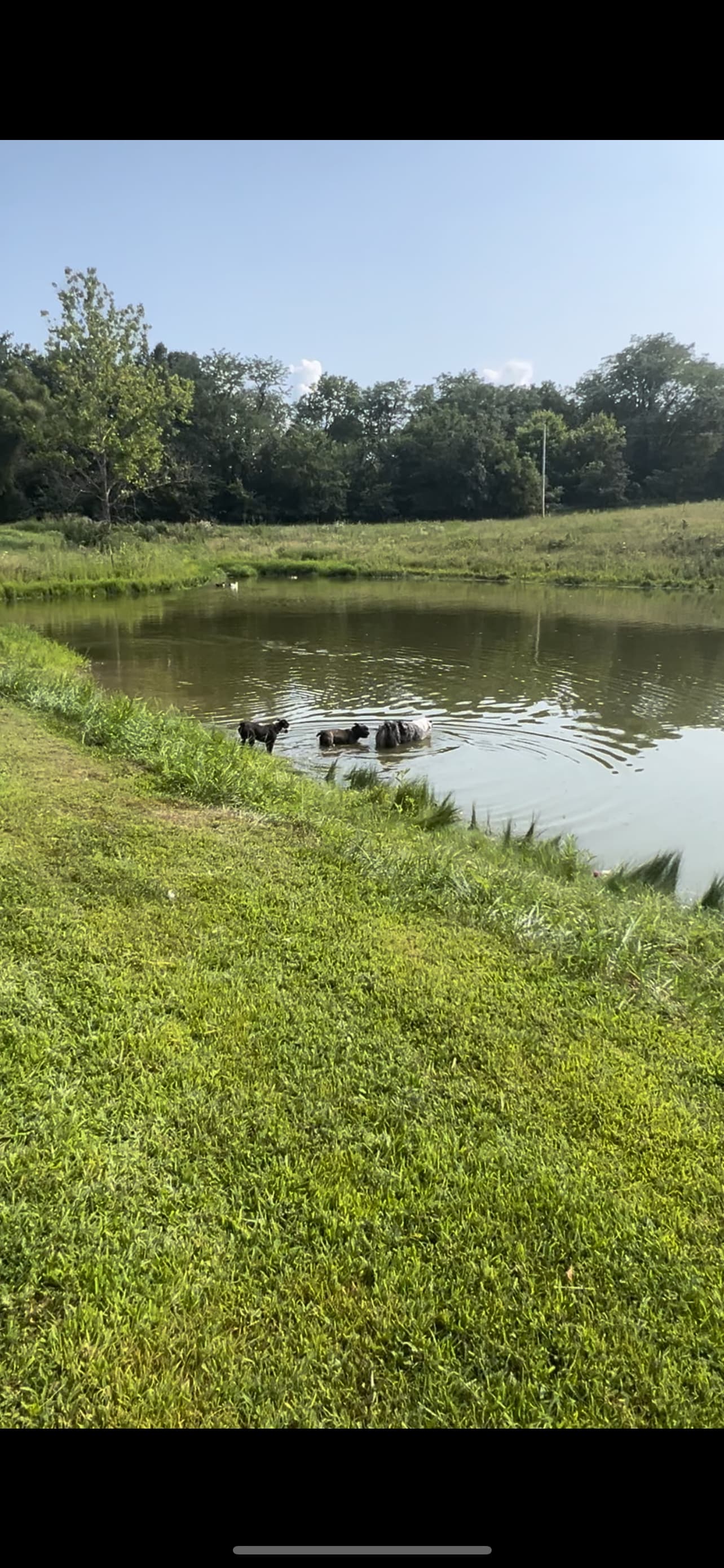 Swimming pond with ducks