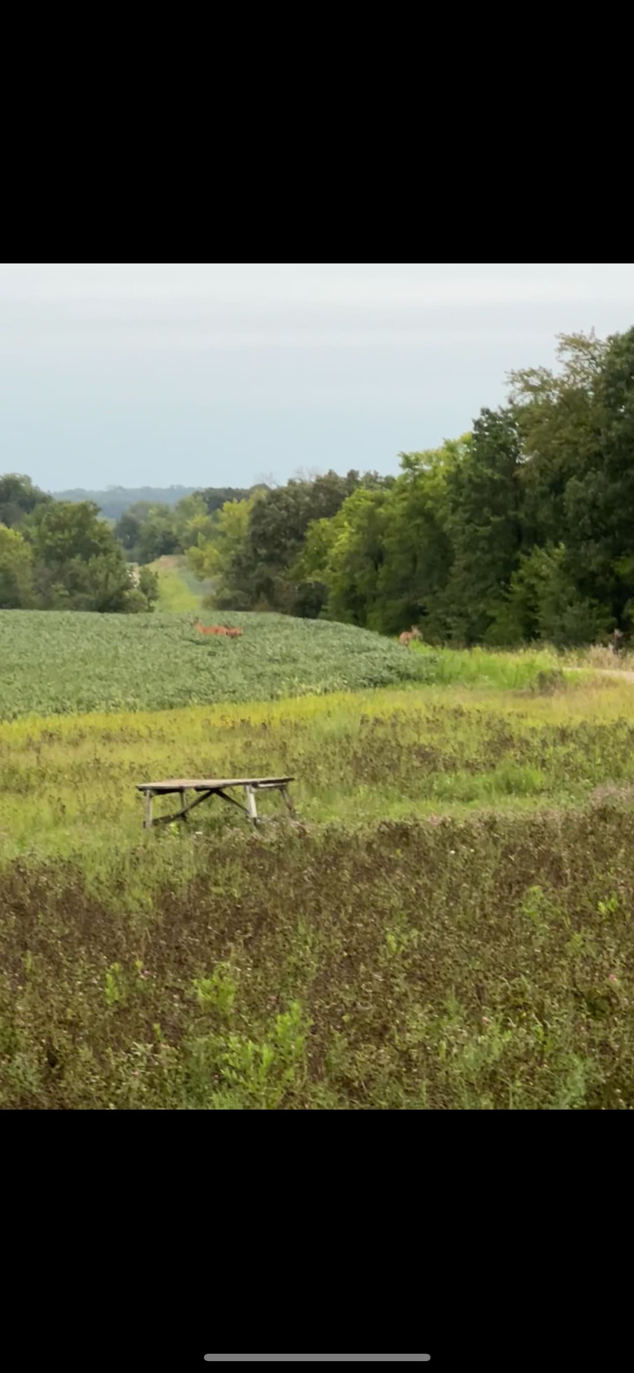 Have a picnic with the deer