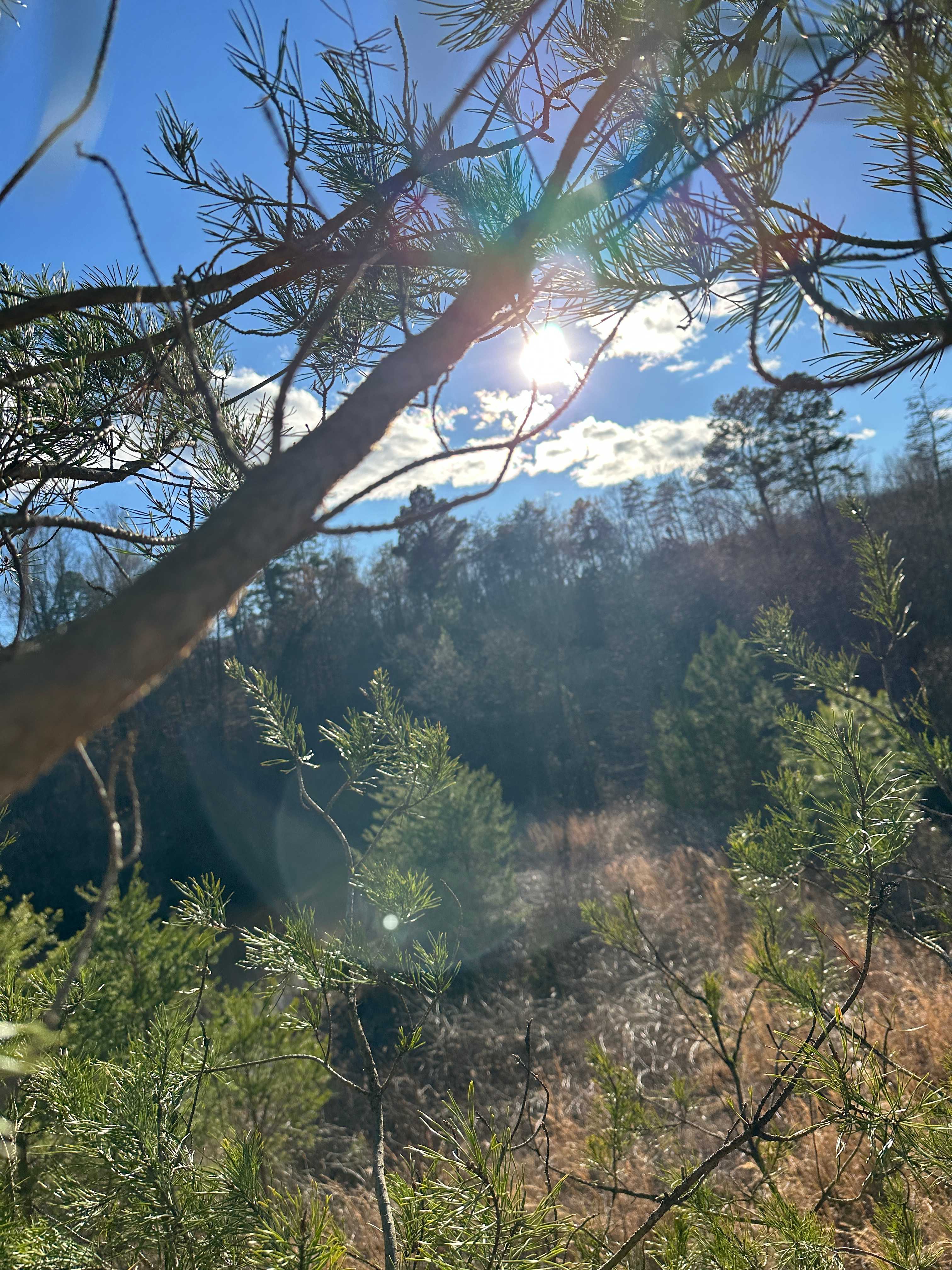 RockTree Homestead