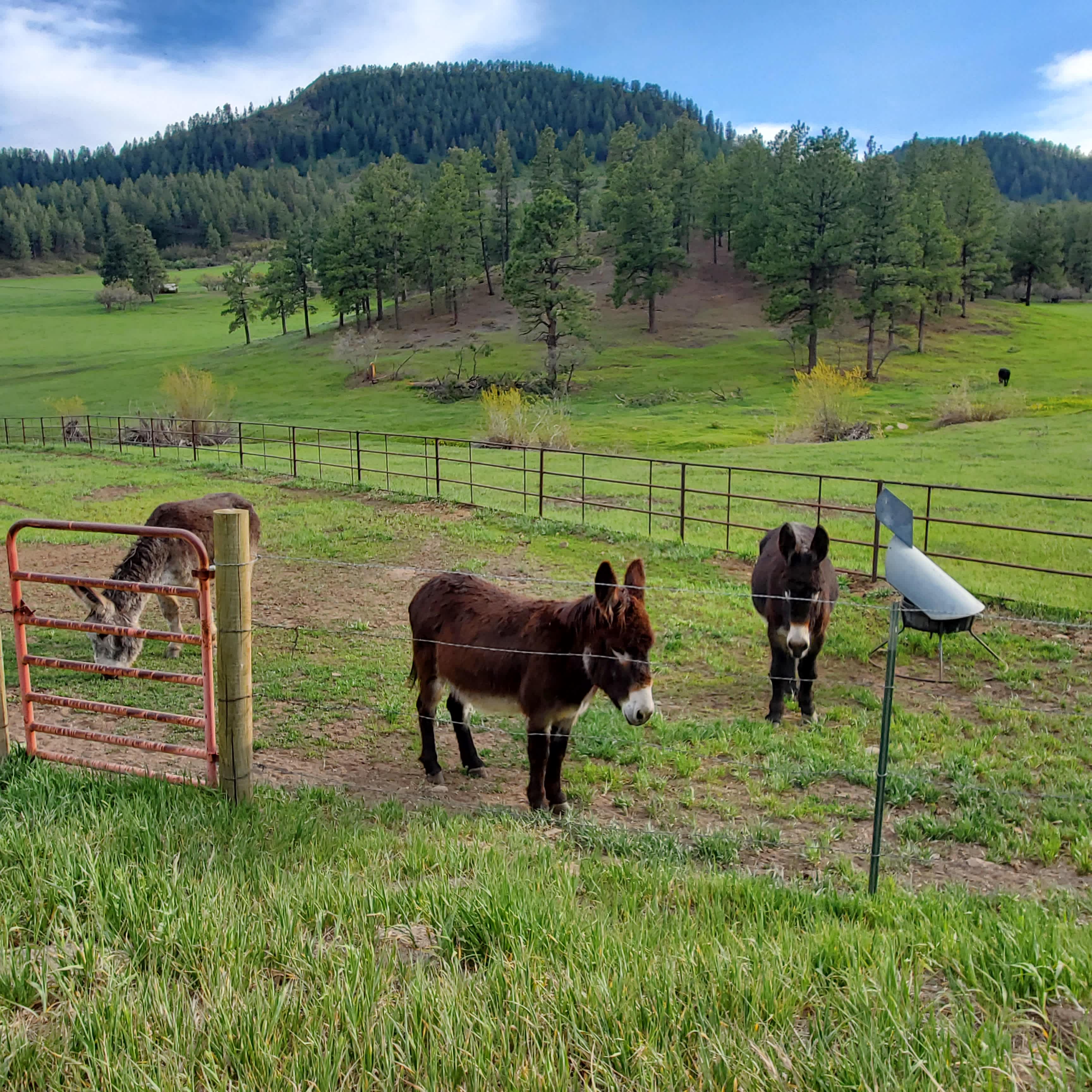 My three donkeys are full time residence.