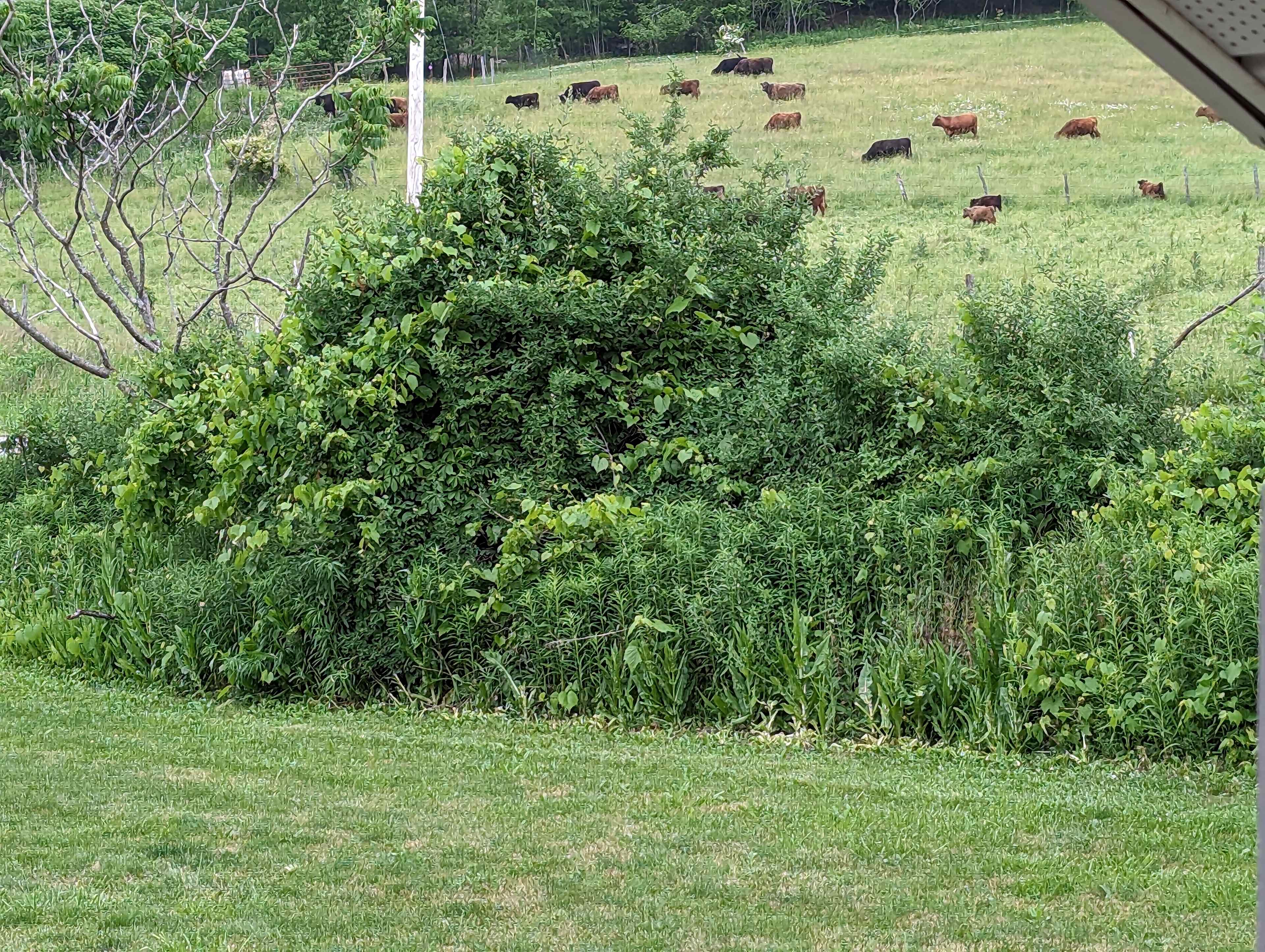 Green Farm