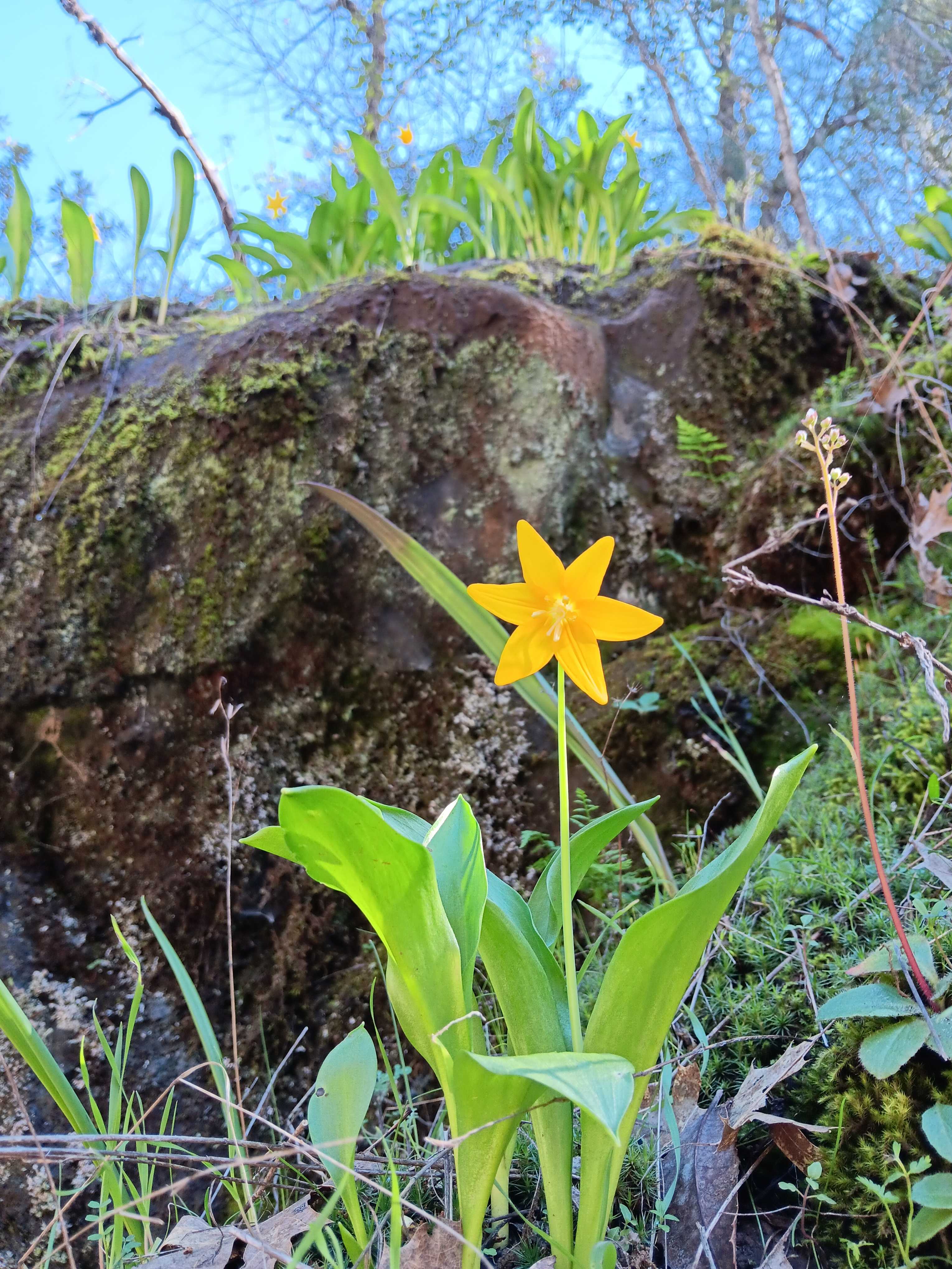 Tuolumne Fawn Lily. This beauty grows only in Tuolumne County. 