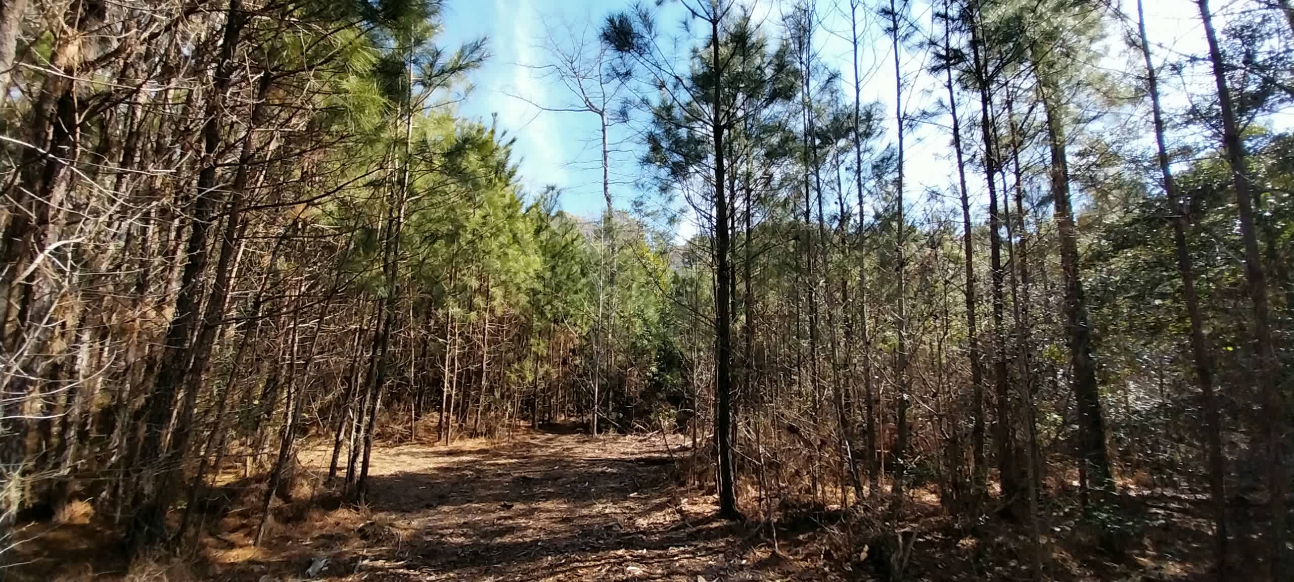 Pine Meadows Primitive Campground
