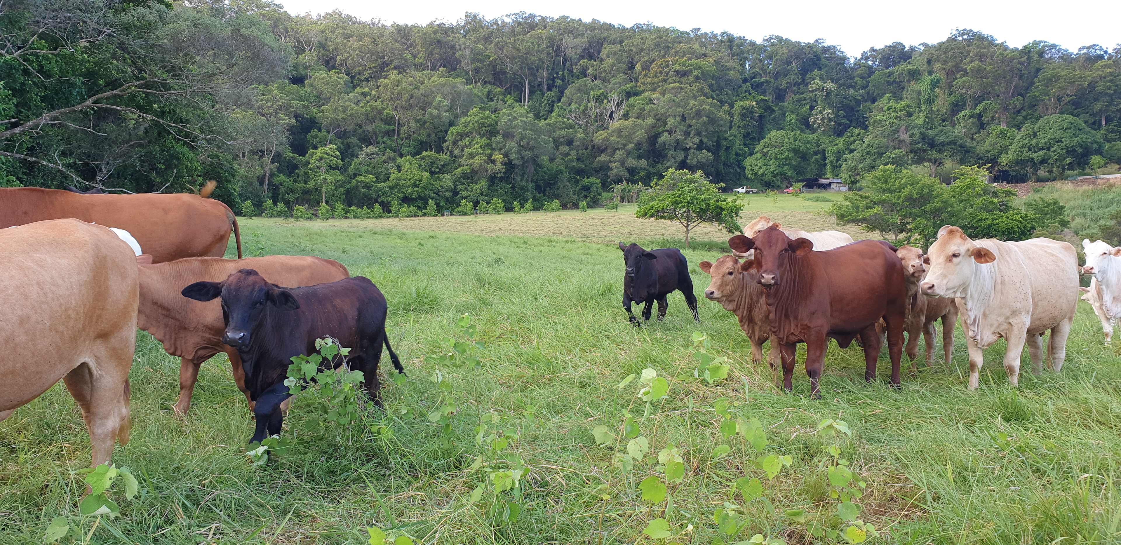 Port Douglas Ocean Views Farmstay