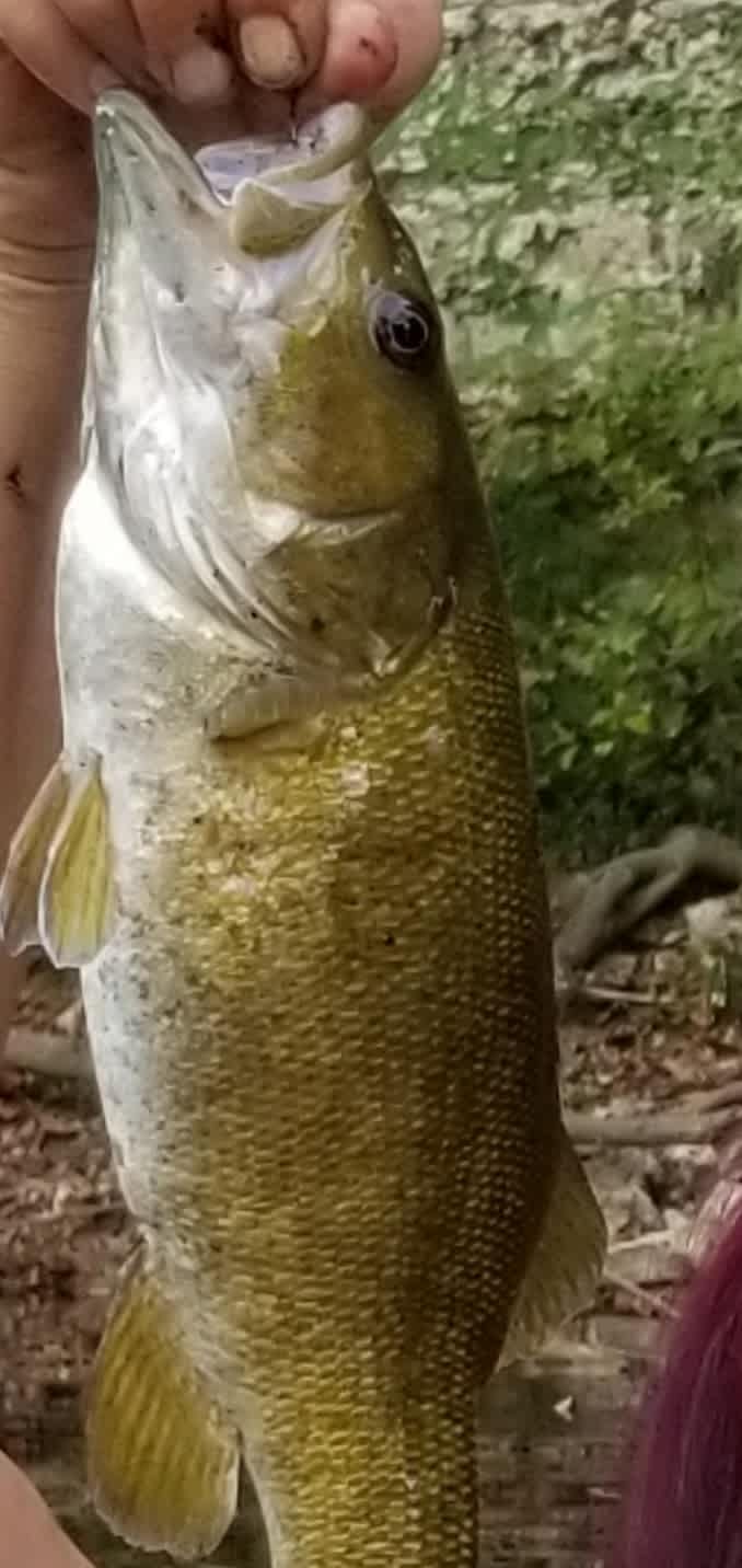 OZARK INDIAN CRICK PARADISE