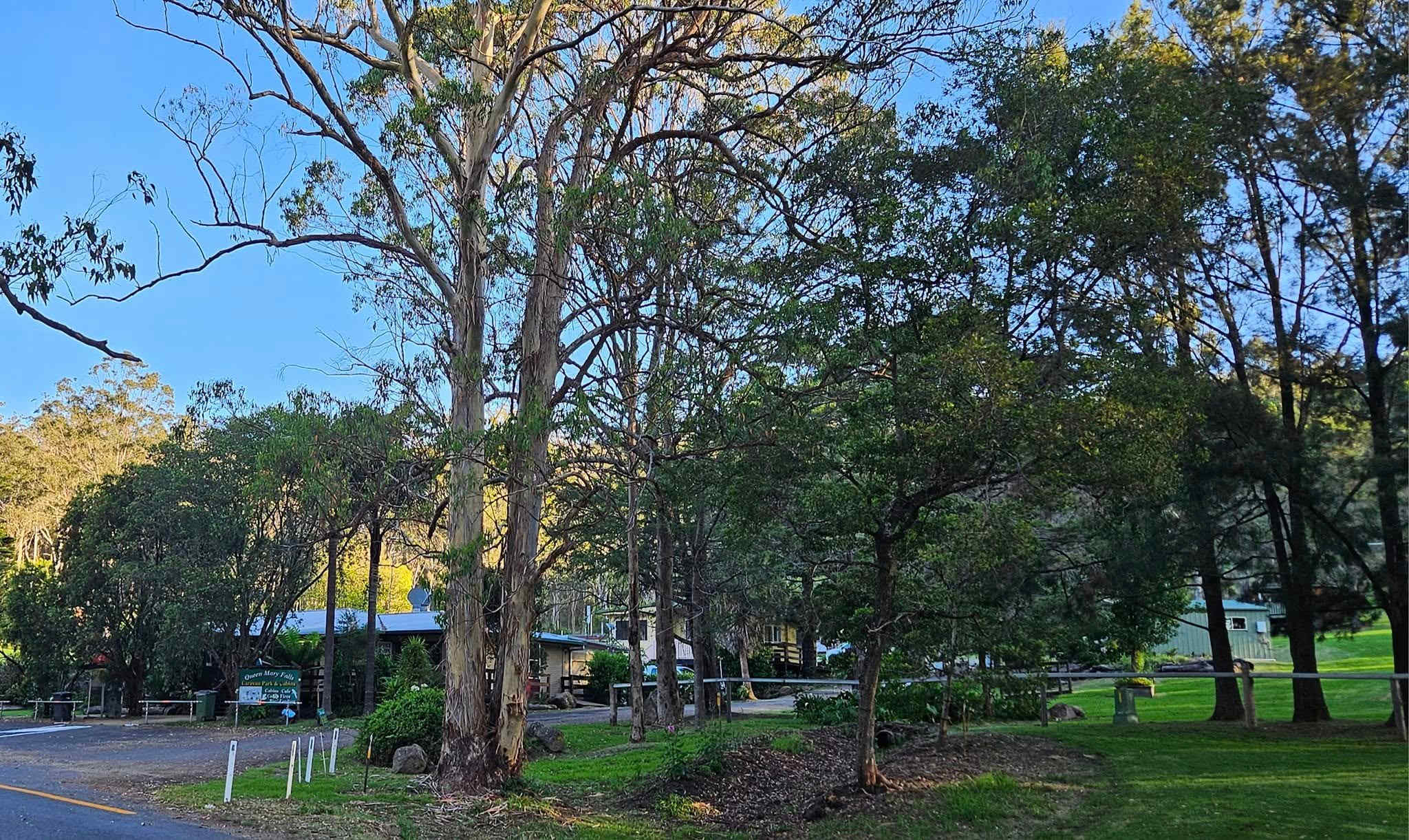 Queen Mary Falls Caravan Park