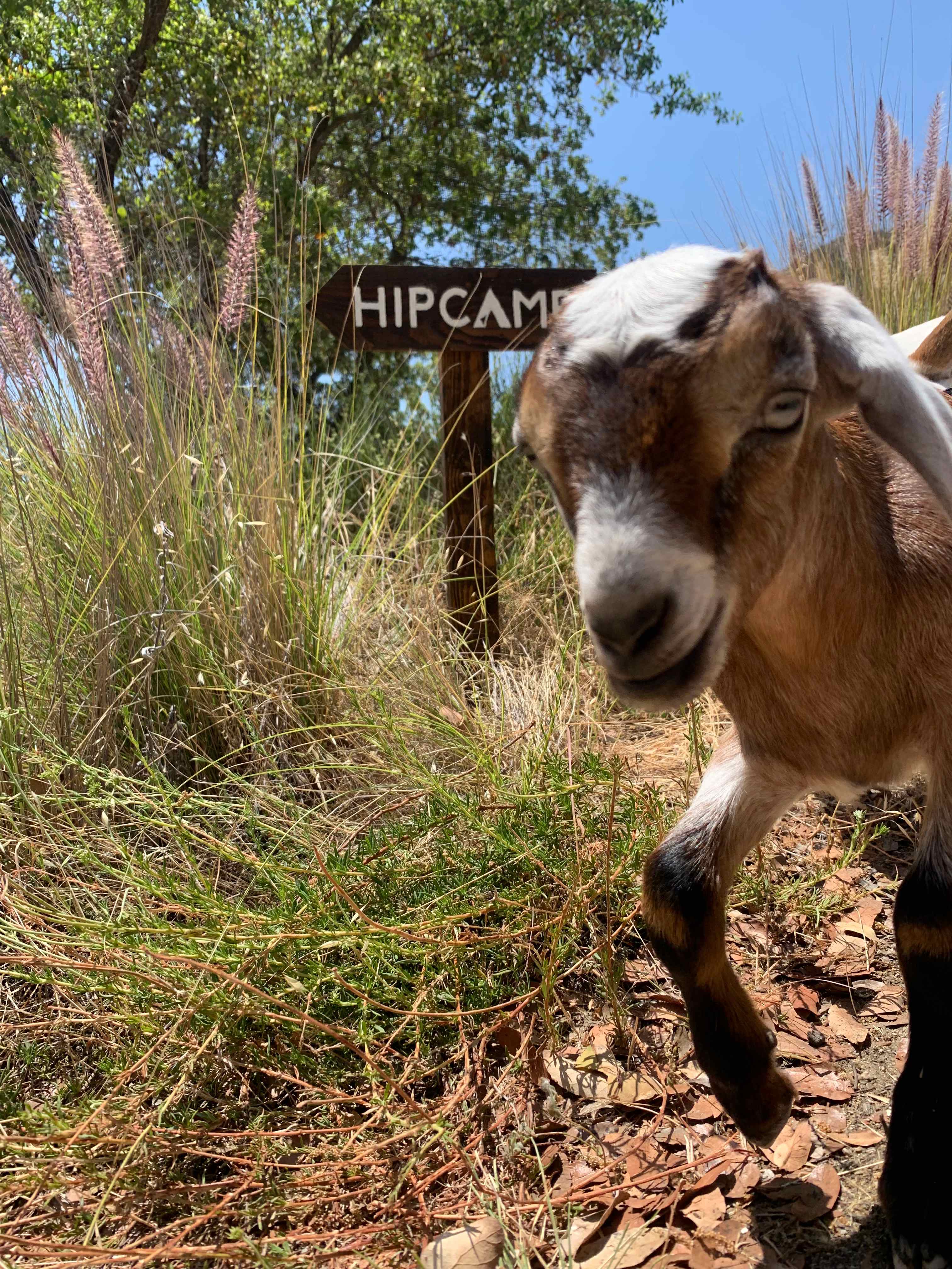 Secluded De Luz Goat Ranch