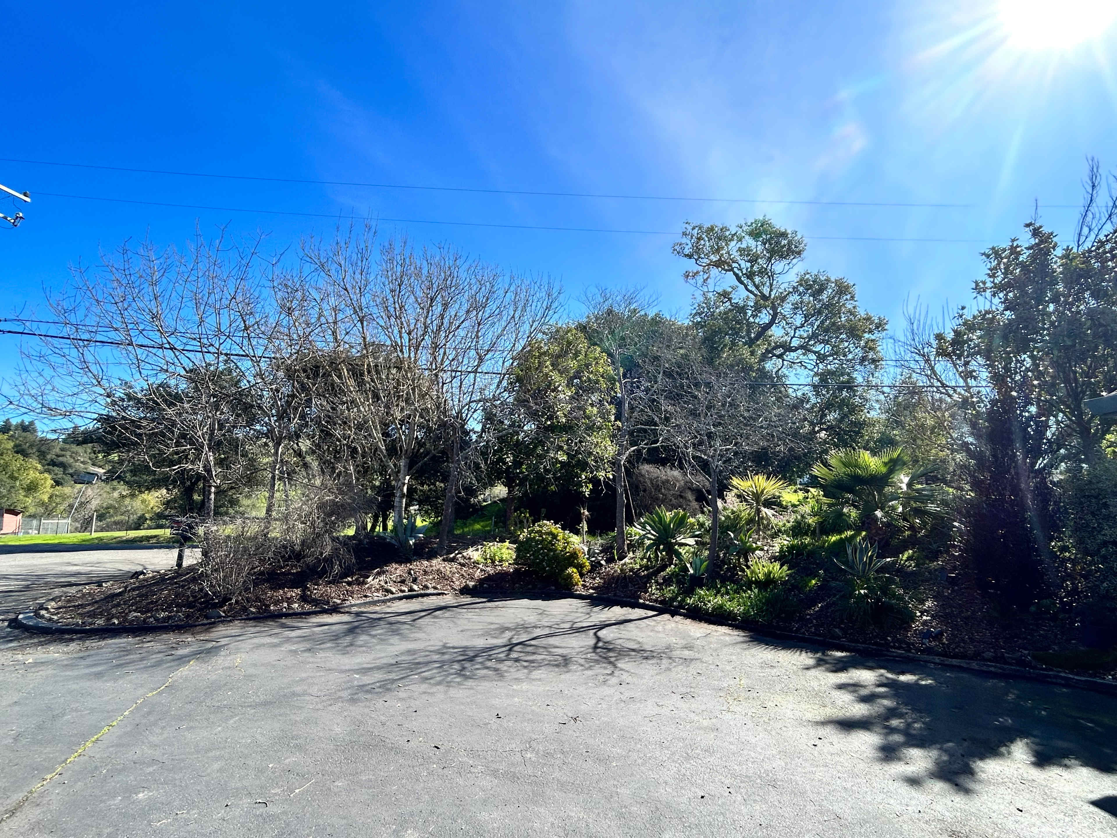 Pressley Palms