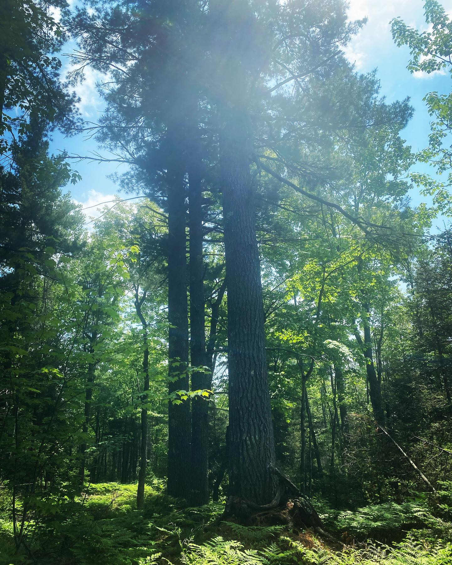 Camp Thimbleberry