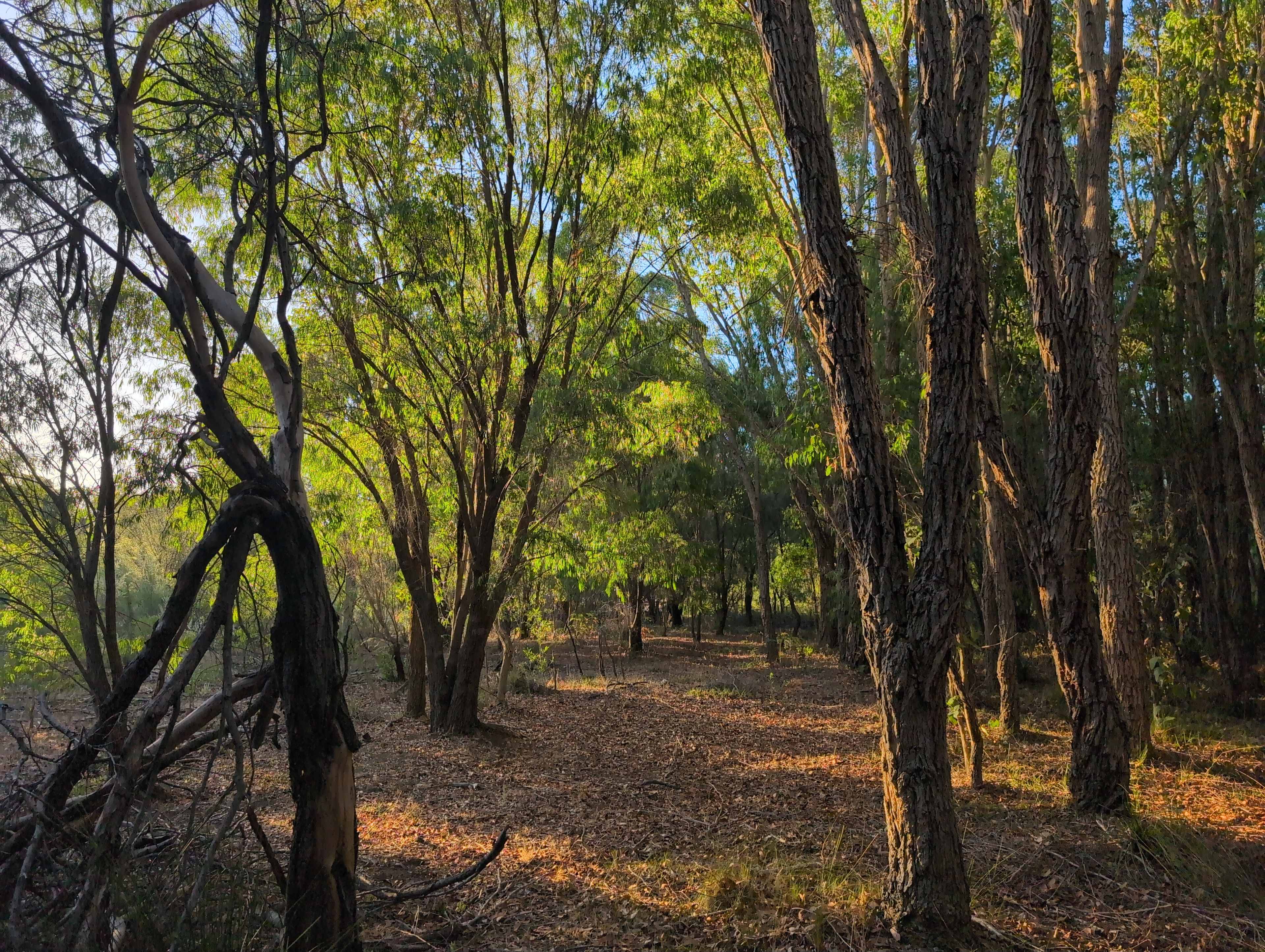 Forest Edge