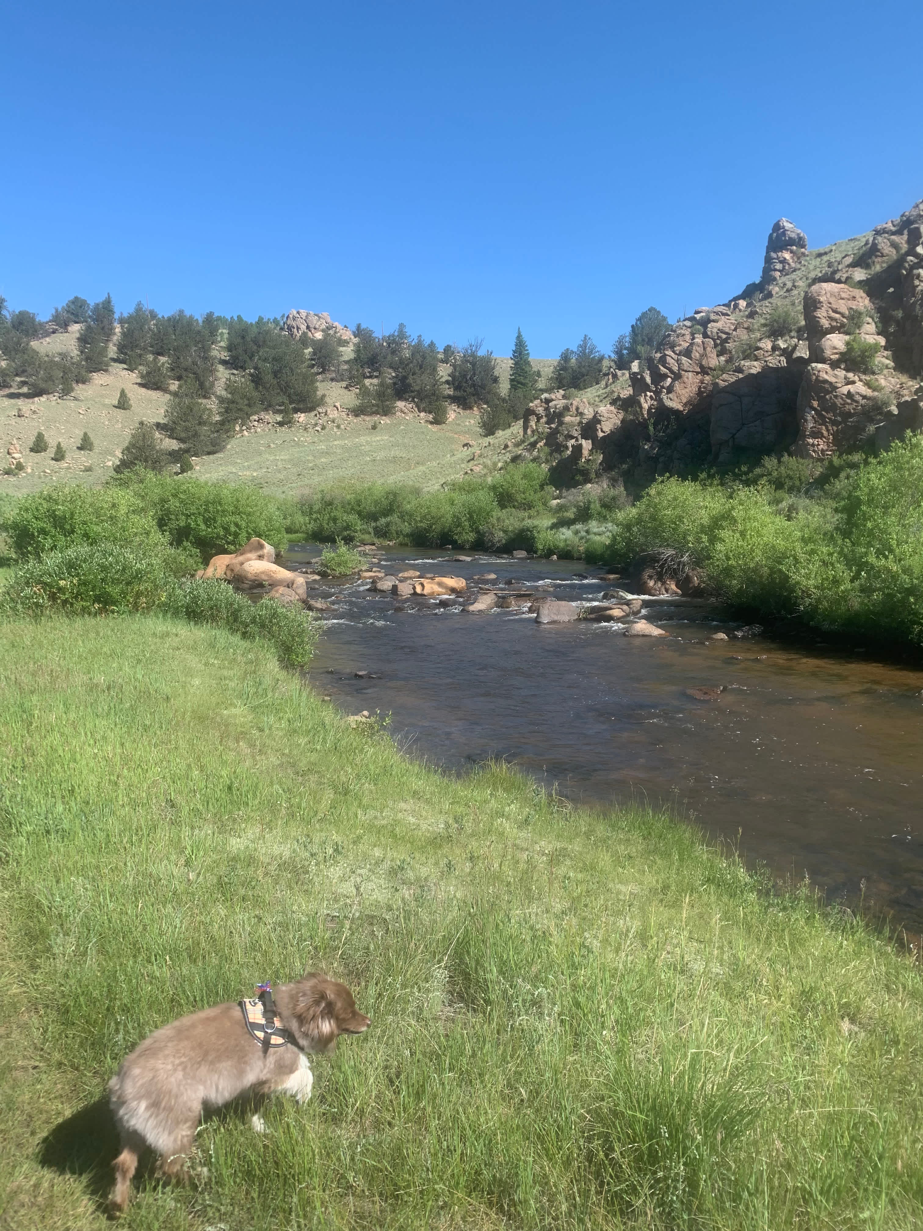 Tarryall Oasis Stocked and Secluded