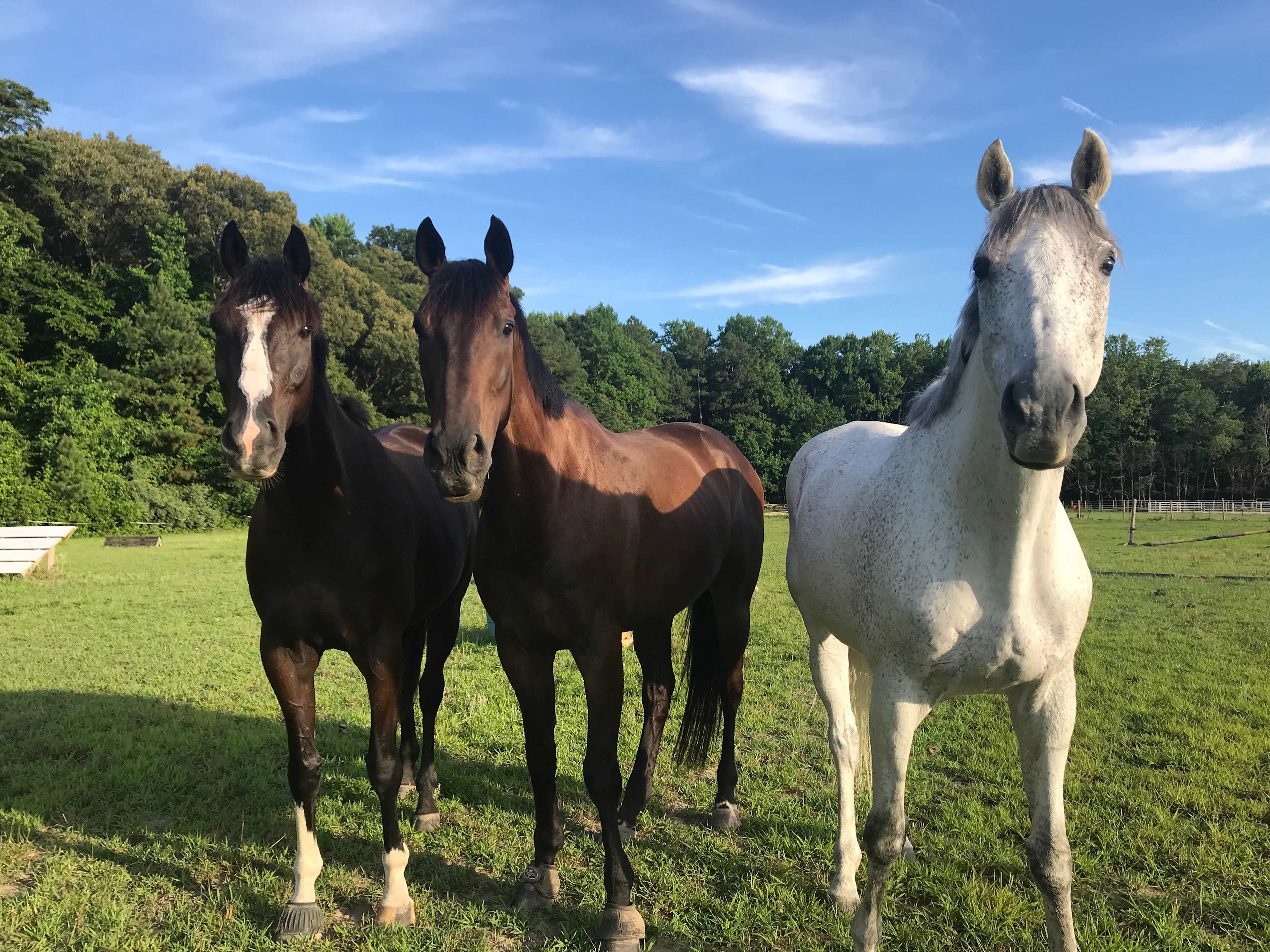 Private camp on horse farm