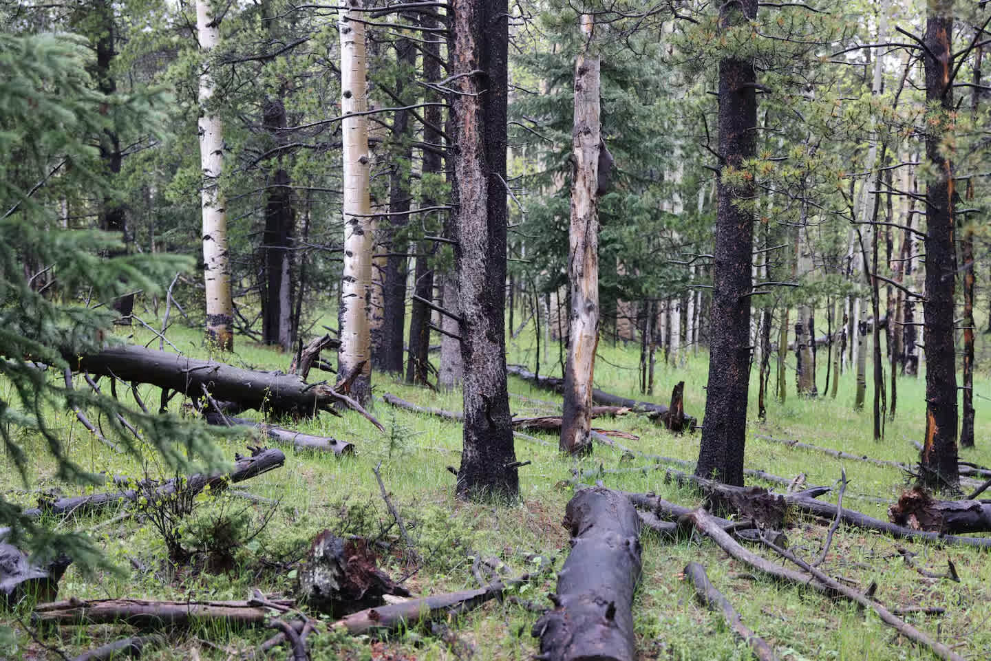 Aspen Forest in Evergreen Colorado