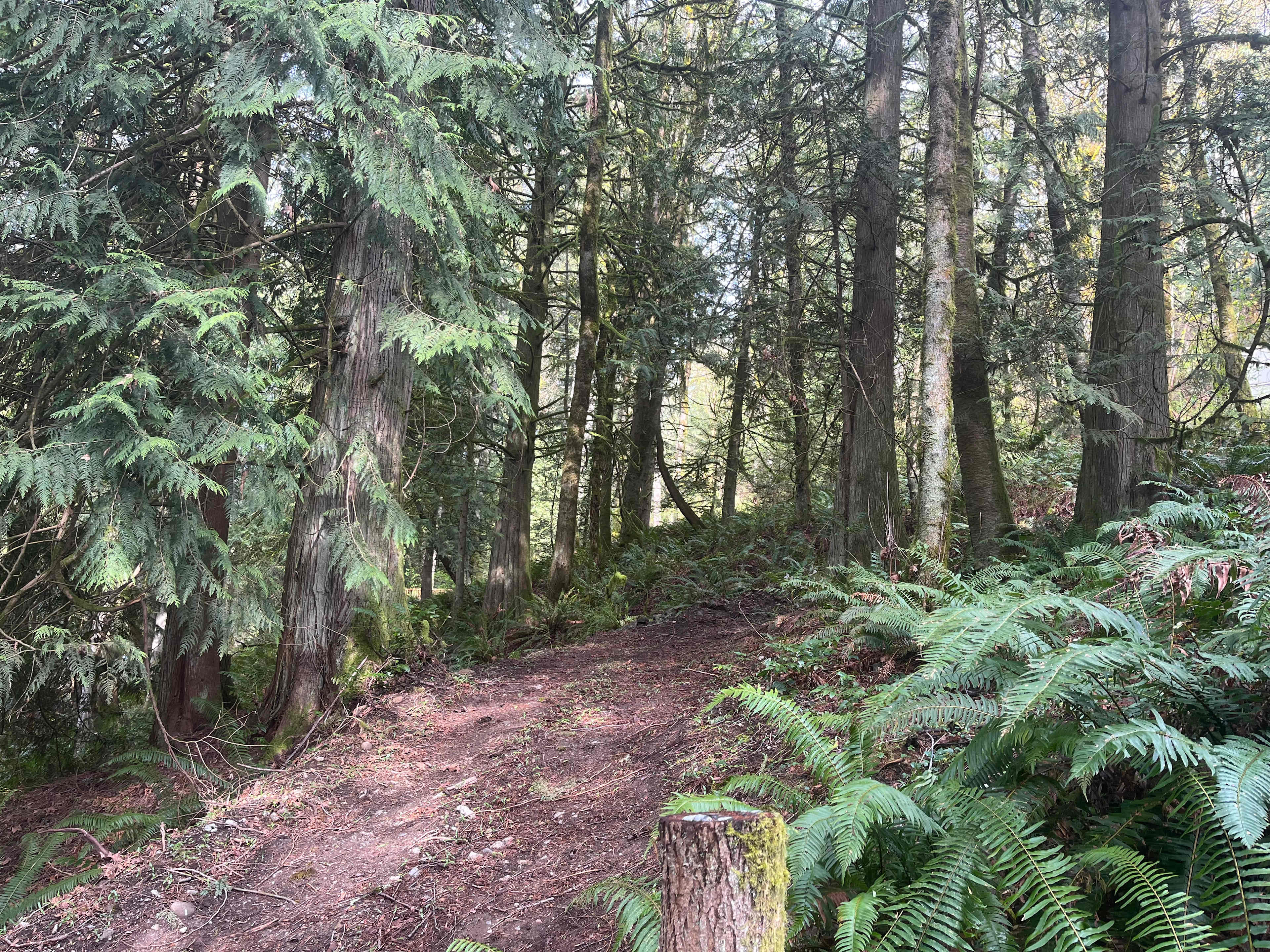 Cougar-Squak Mountain Corridor Camp