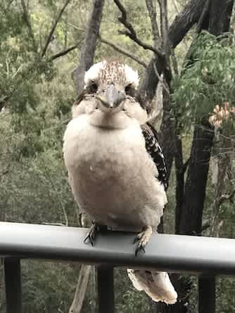 The locals