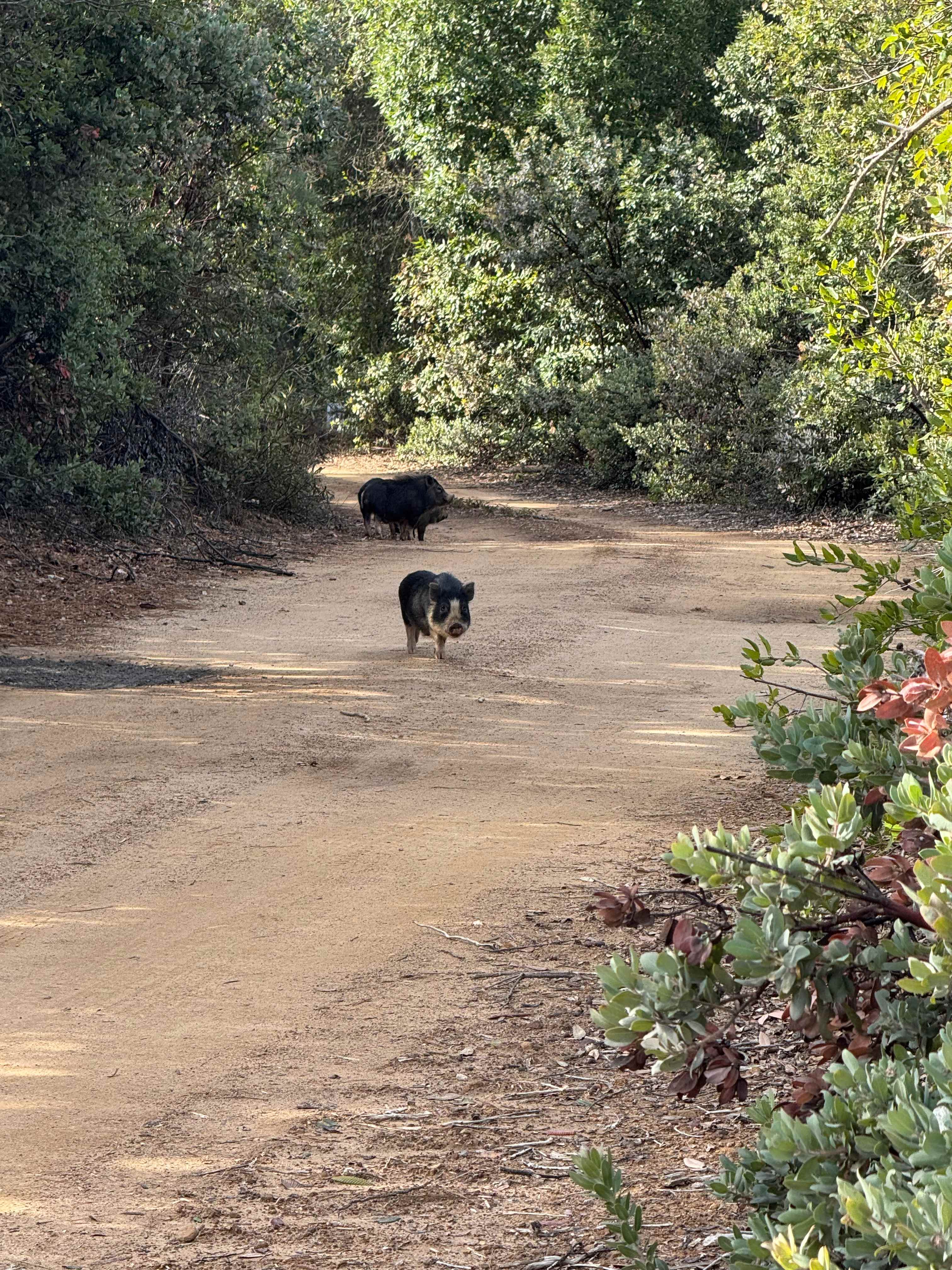 Camp Rewilding