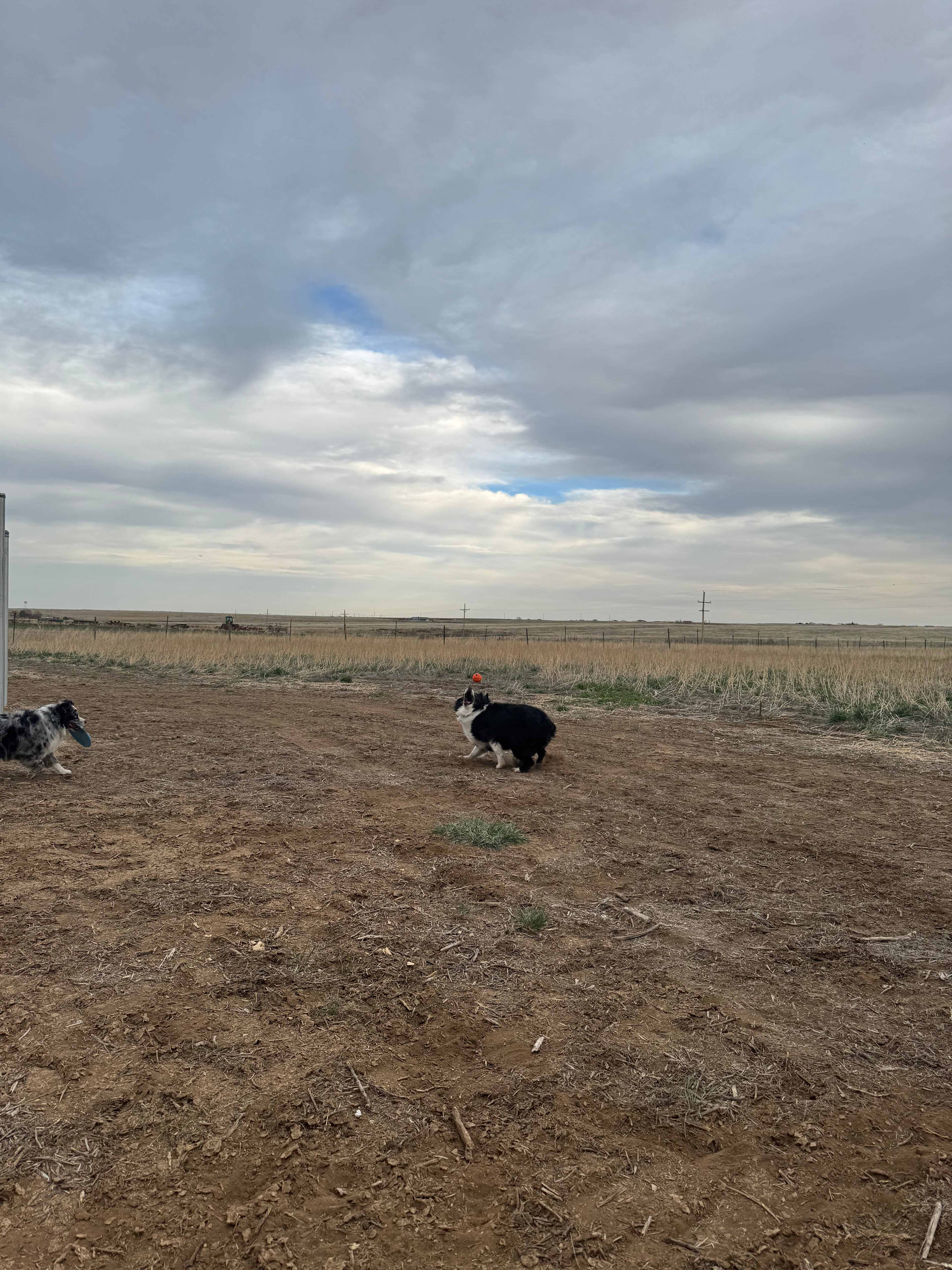 Pups enjoying the large group tent site, zoomies for days. 