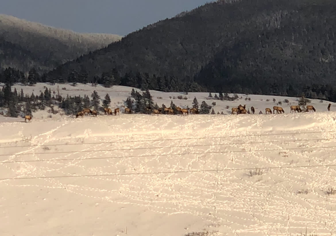 Eureka Elk Camp
