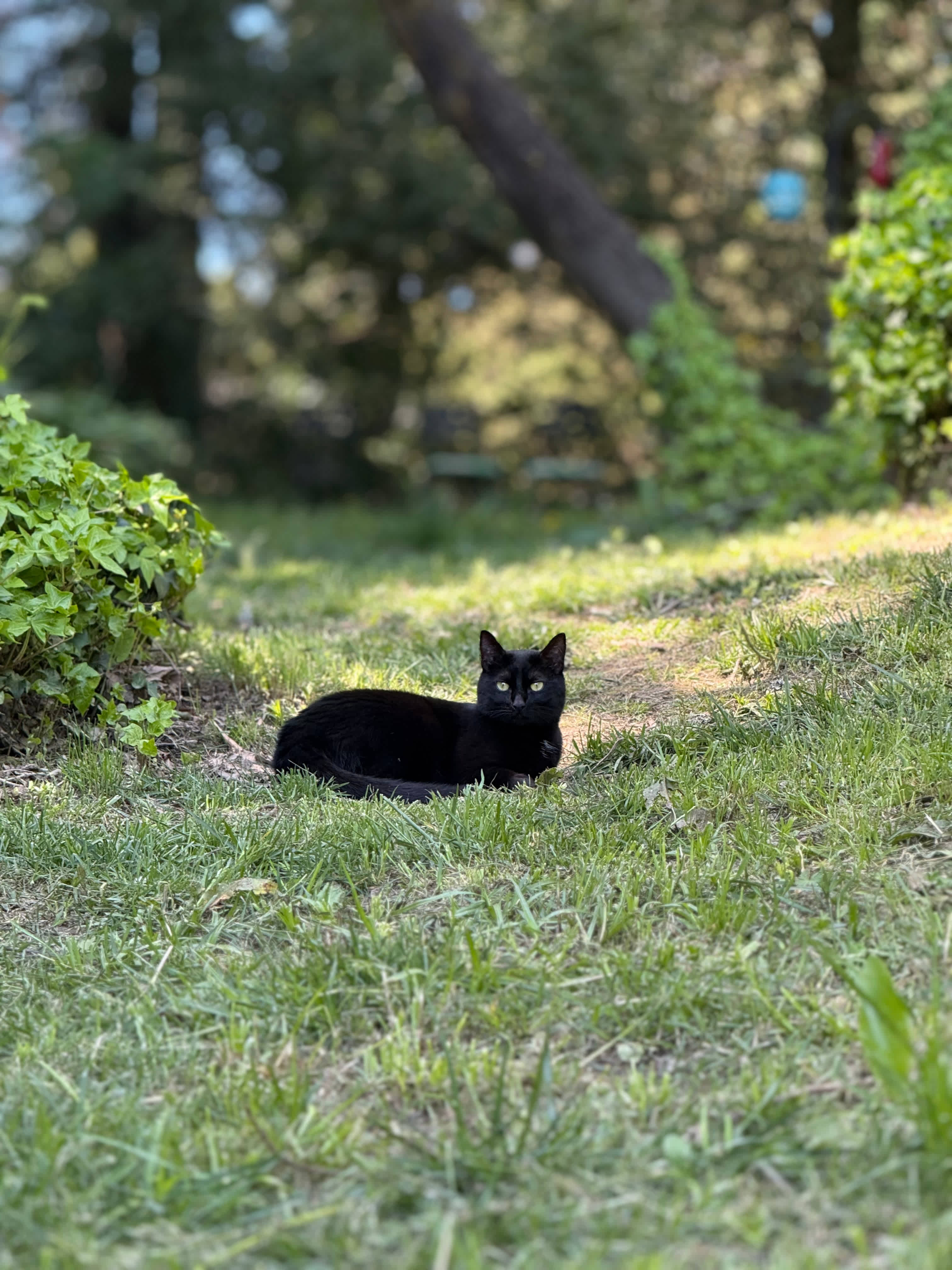 My cat enjoying the freedom!