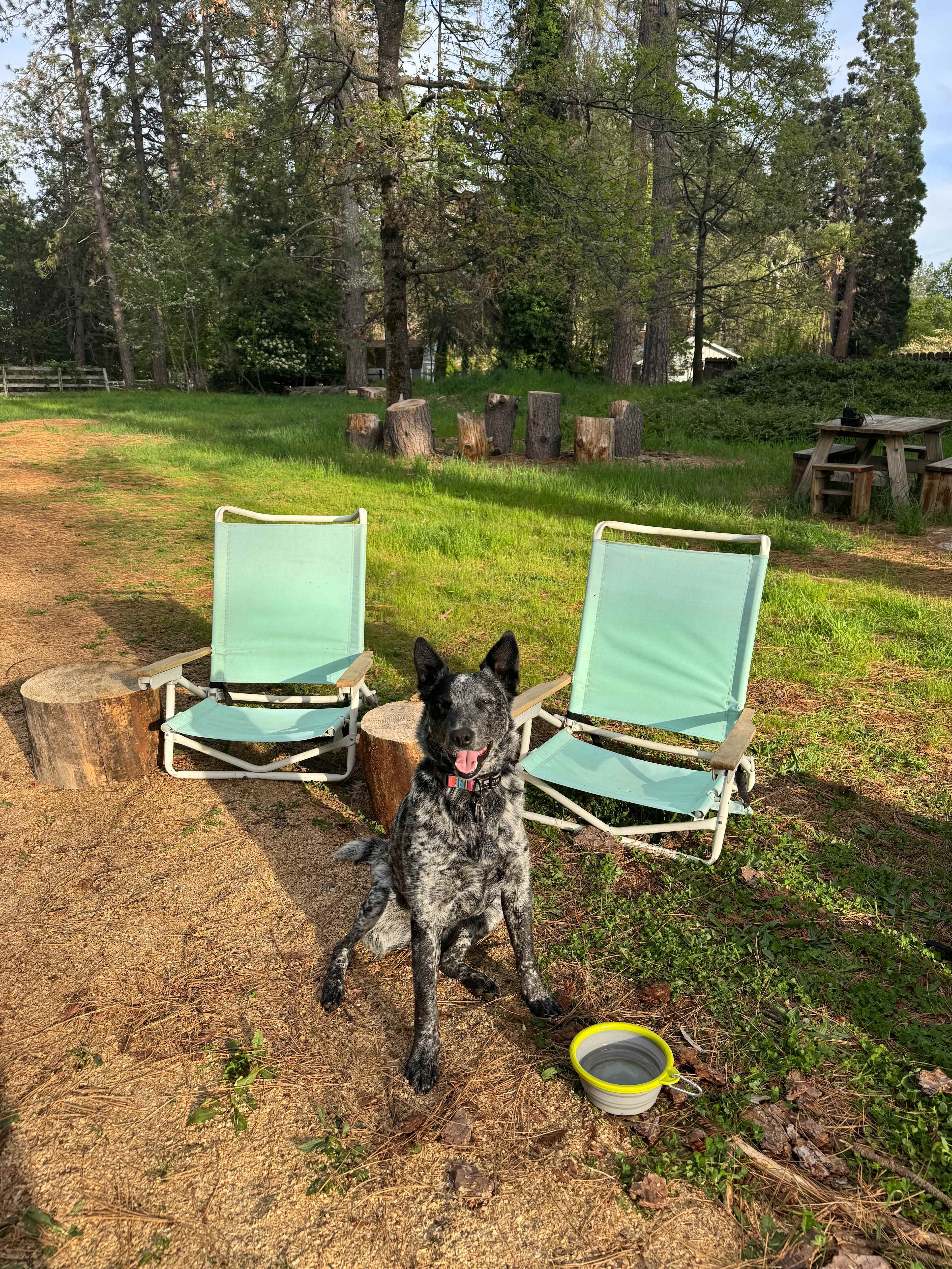 Shady In-Town Creekside Campsite