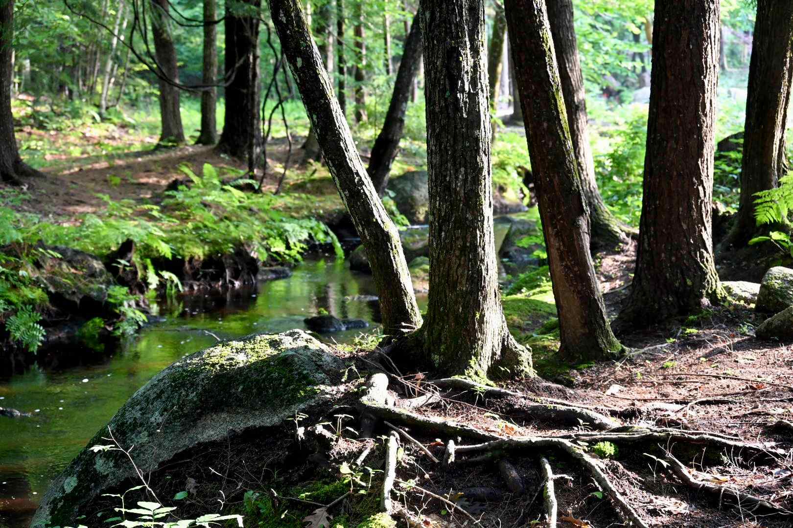 A favorite spot where the water runs through the century old trees before it runs in to the swimming hole. Those roots are classic old growth. 
