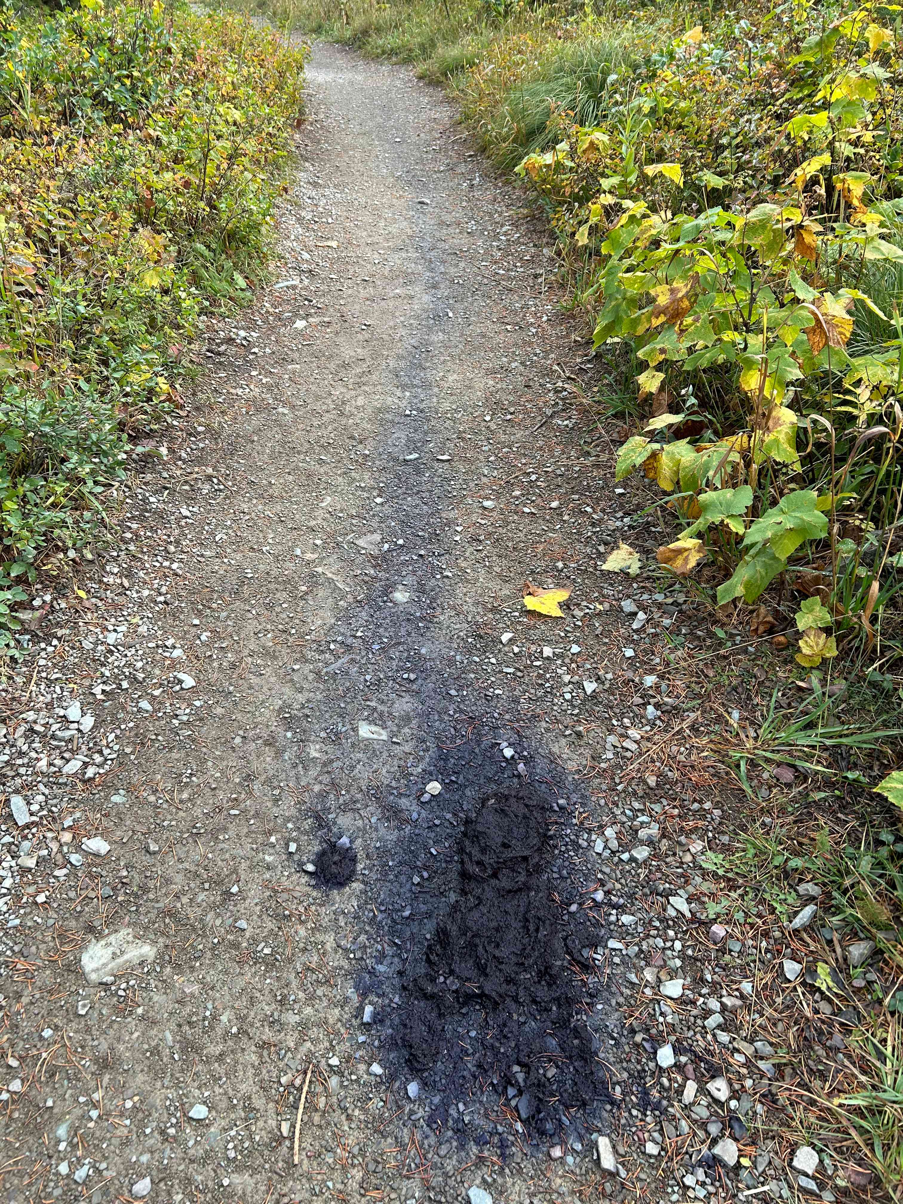 Huckleberry bear poo