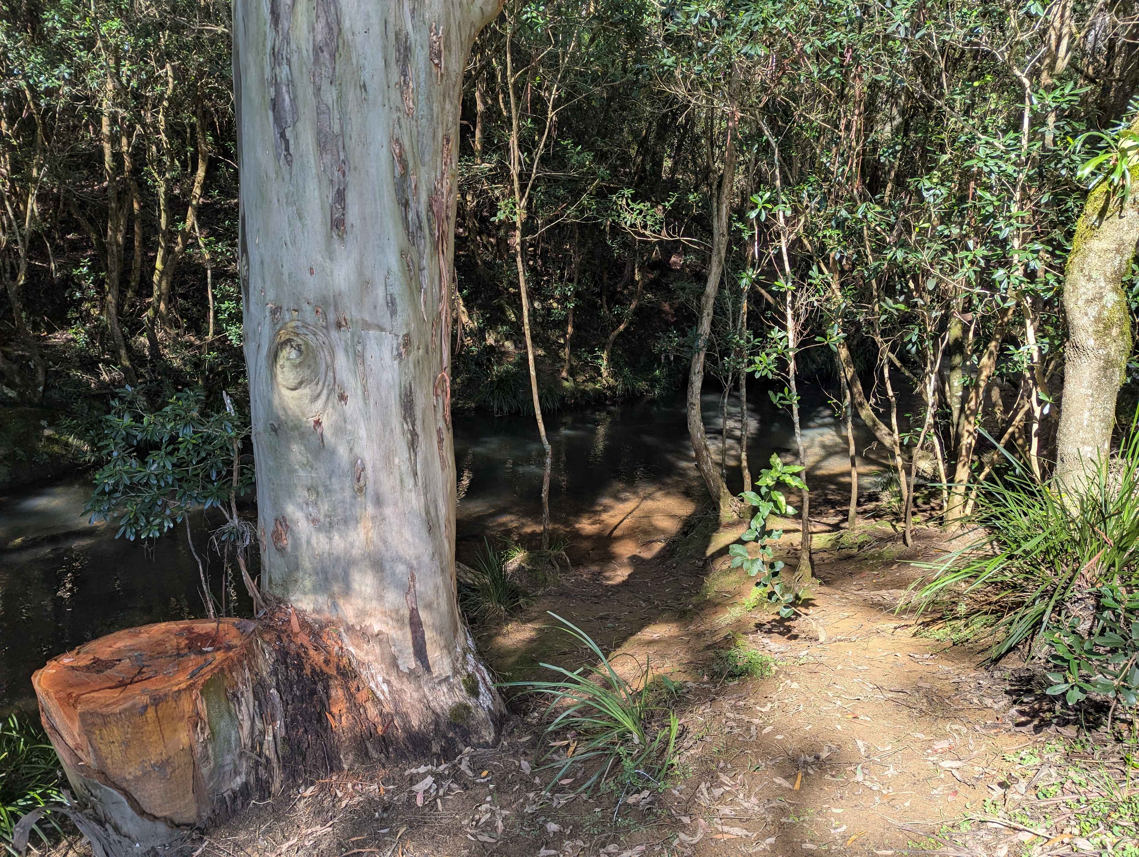 Picture of the site