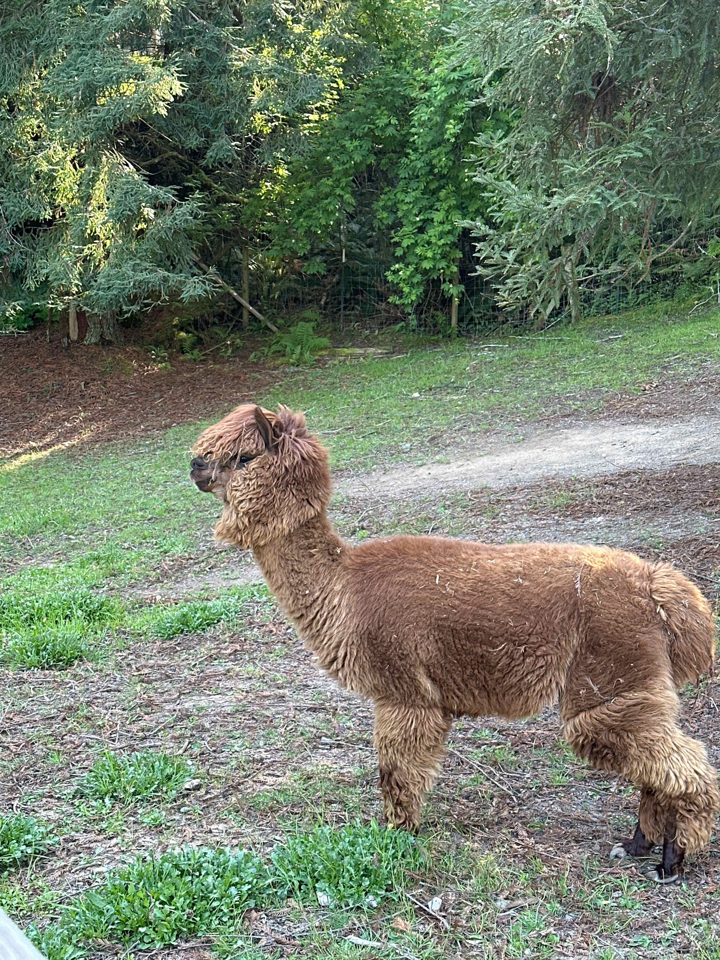 Alpaca Cottage