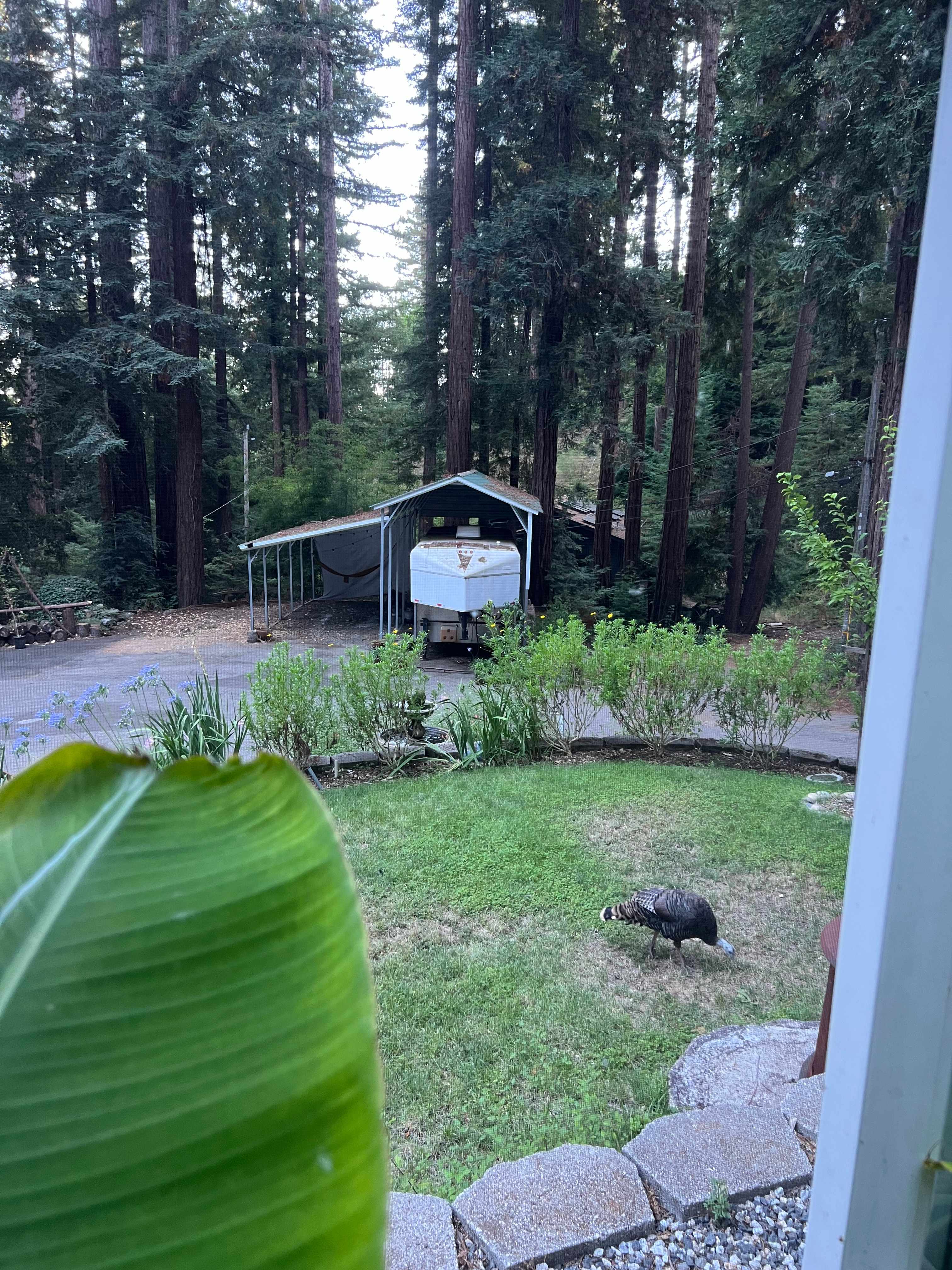 Redwood Retreat