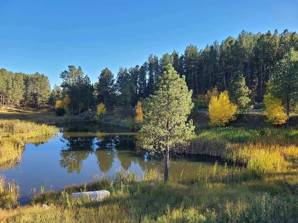The Pond