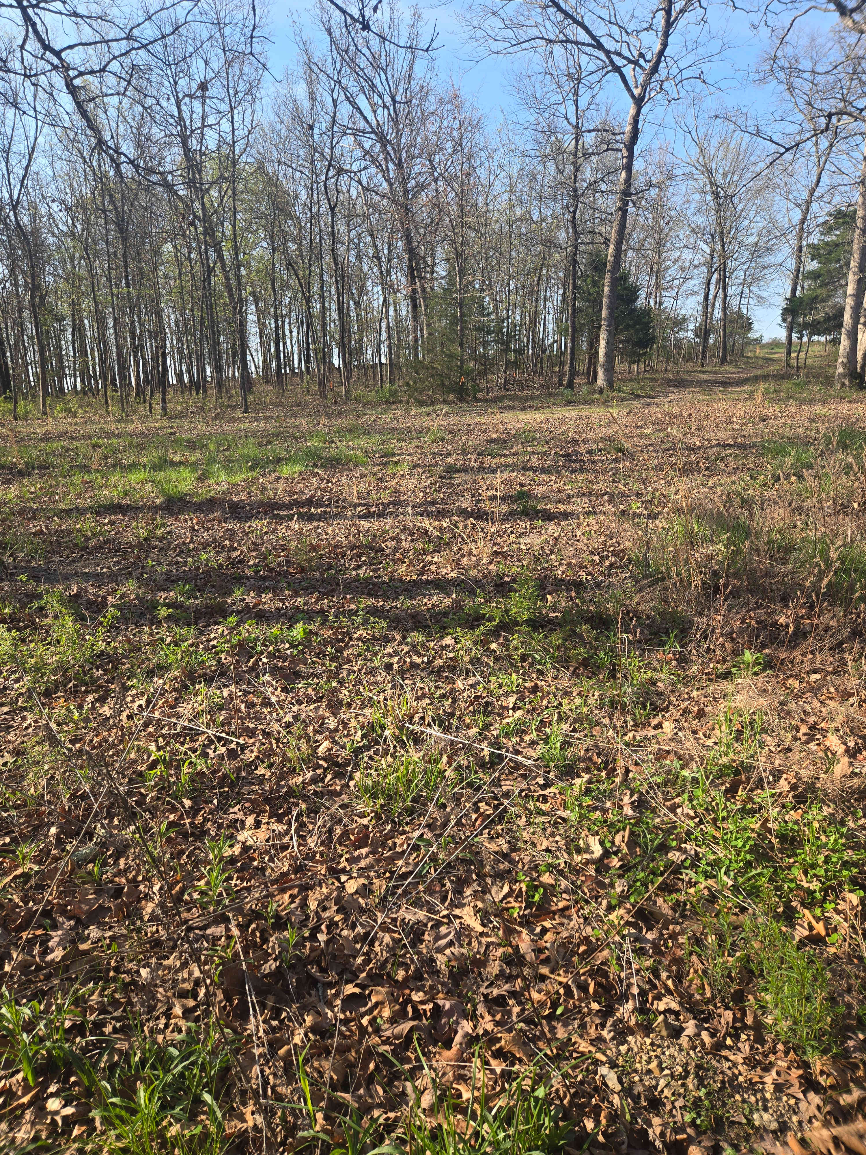 Where The Forest Meets The Field
