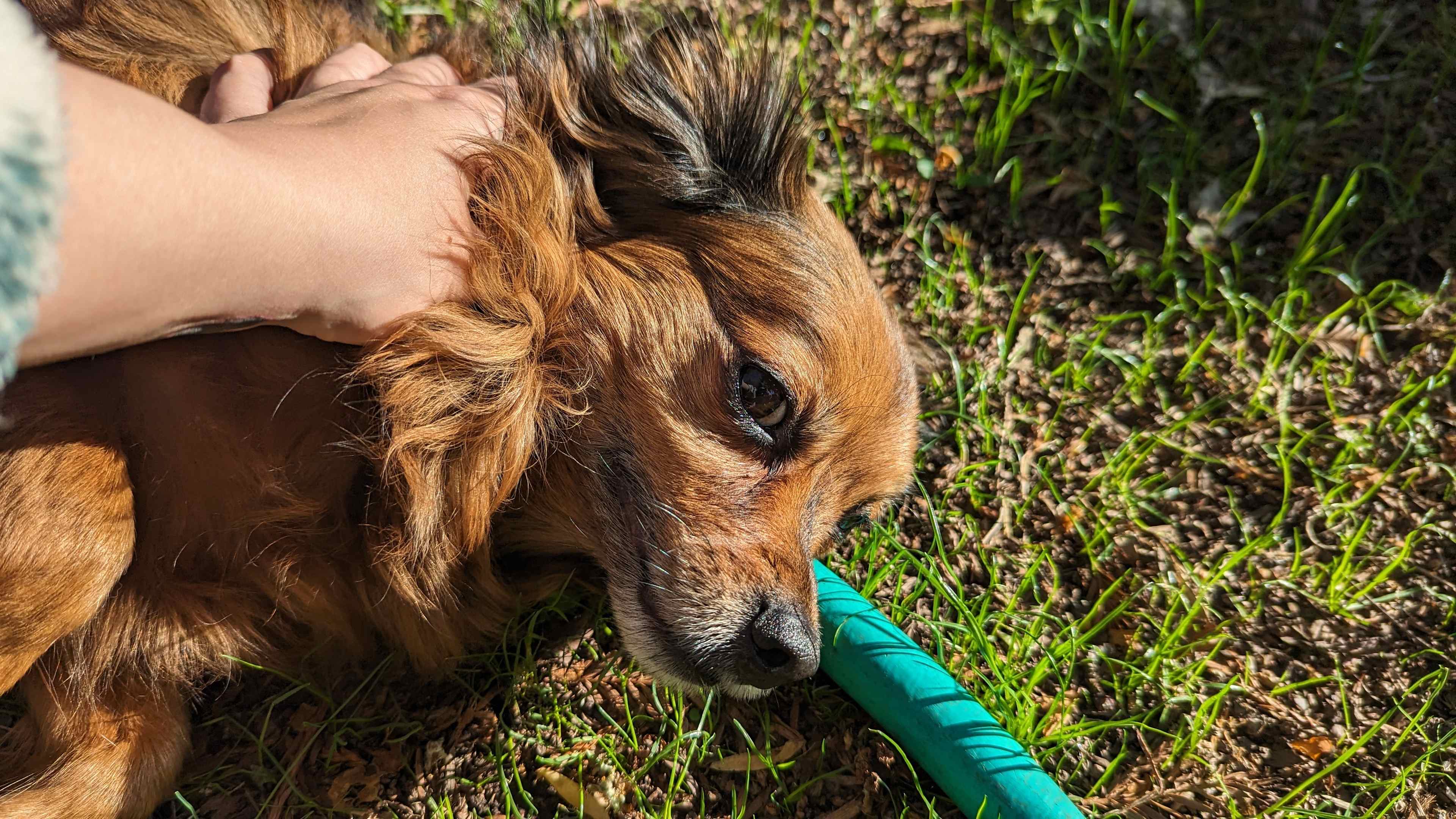 Our Prince, Firelord Zuko AKA Babushka, zucchini, foxy boy, bubby