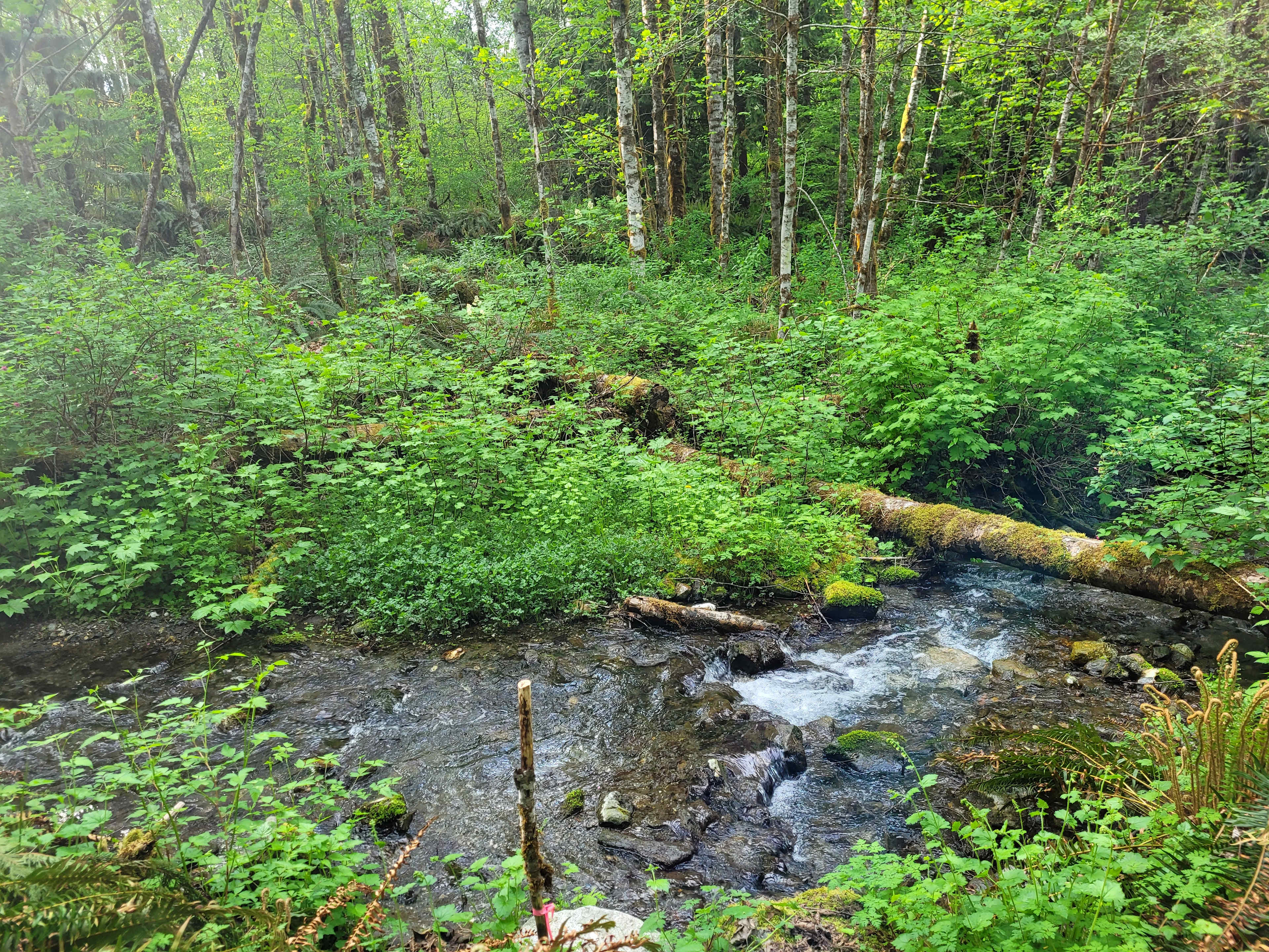 Nugget creek.
