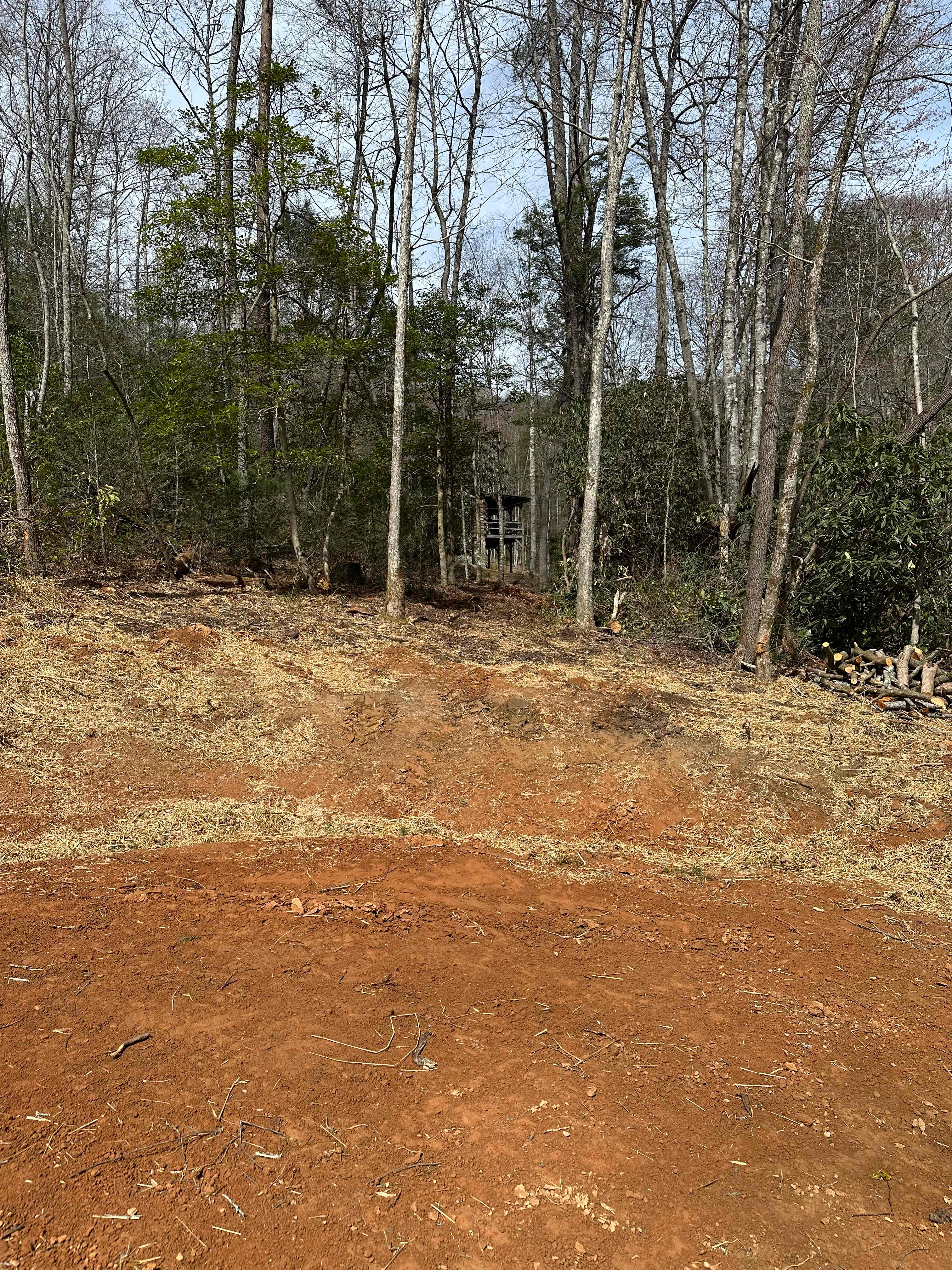 Deer Trails at Stone Mountain