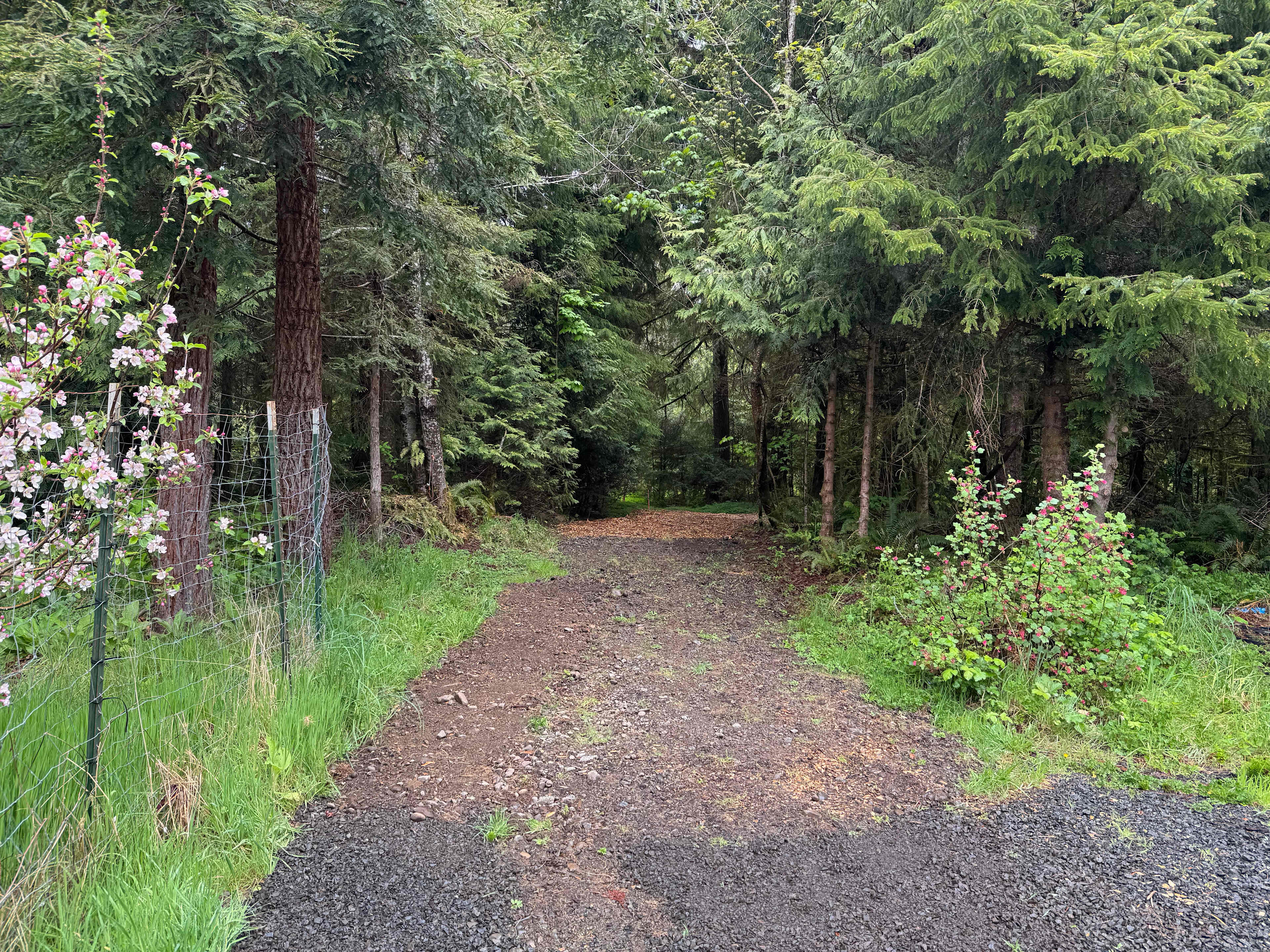 Rainforest Glade