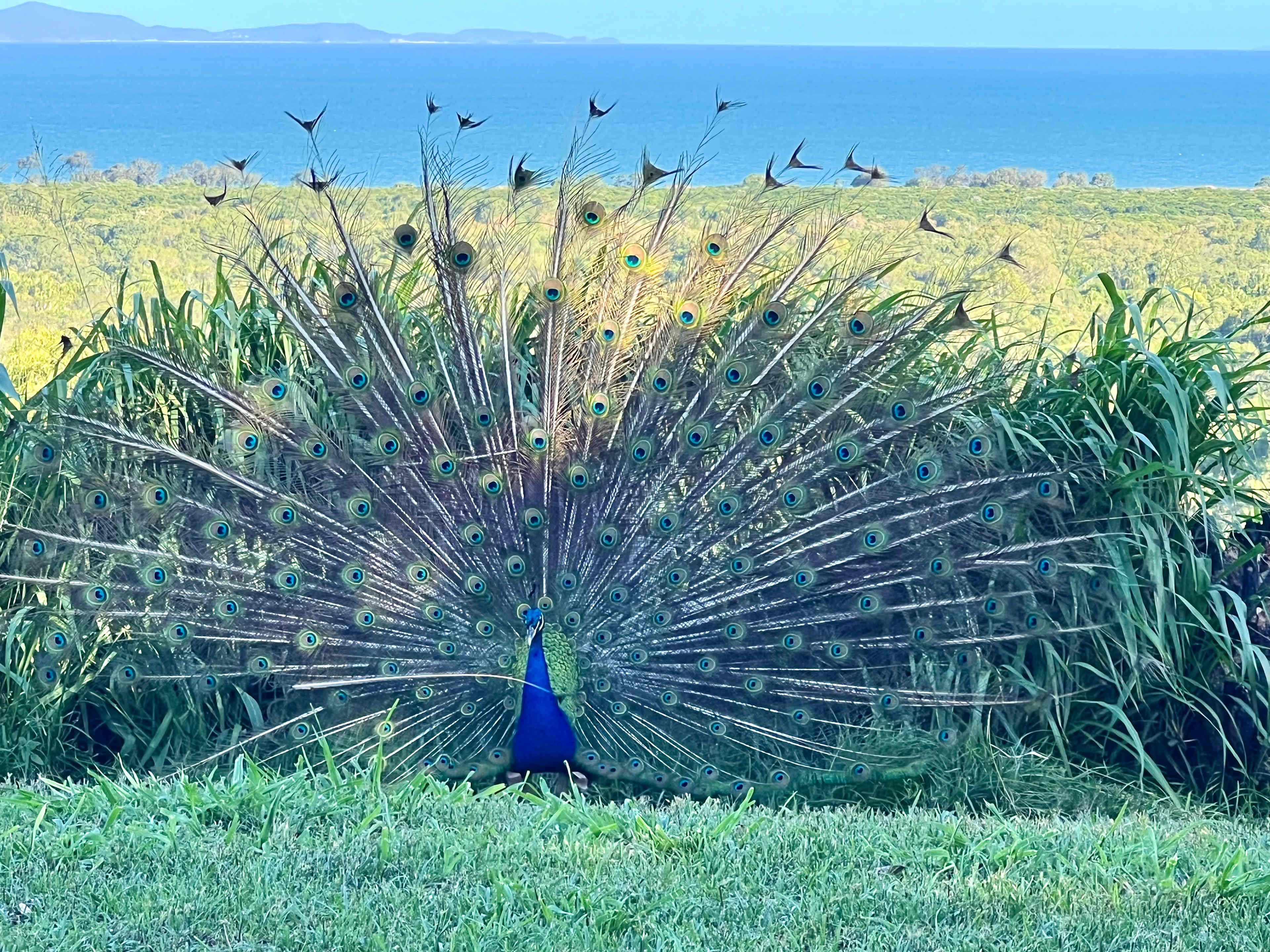 Yeppoon Farmstay
