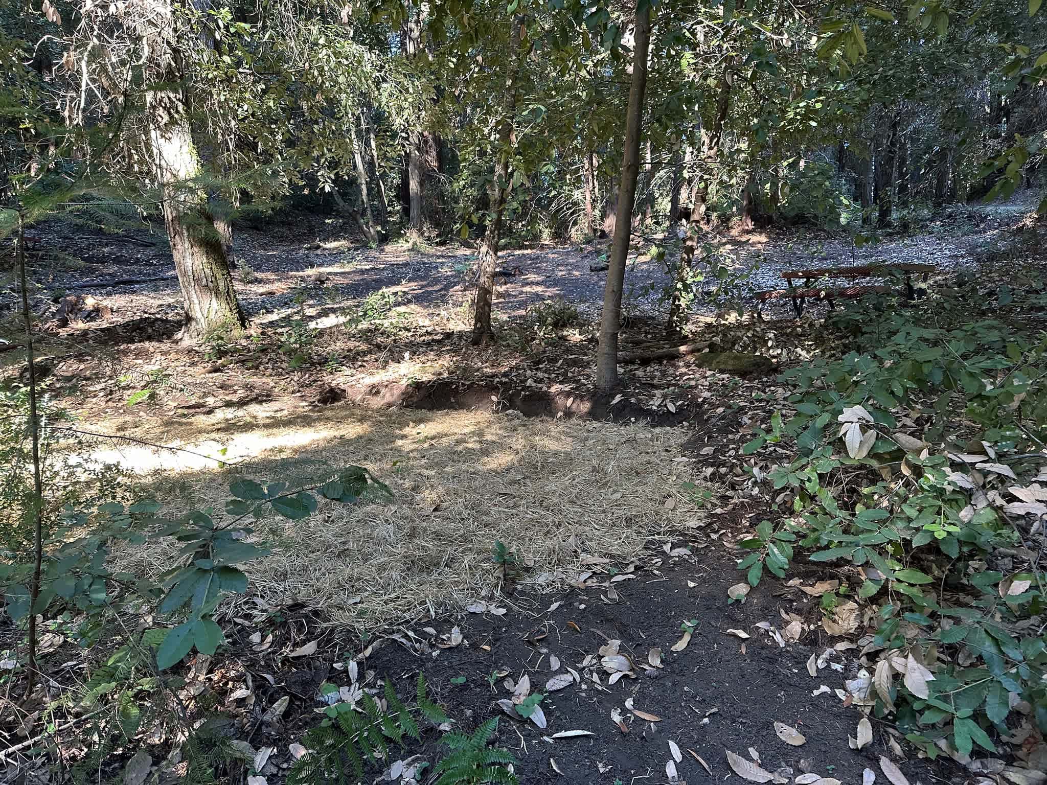 Picture of the site