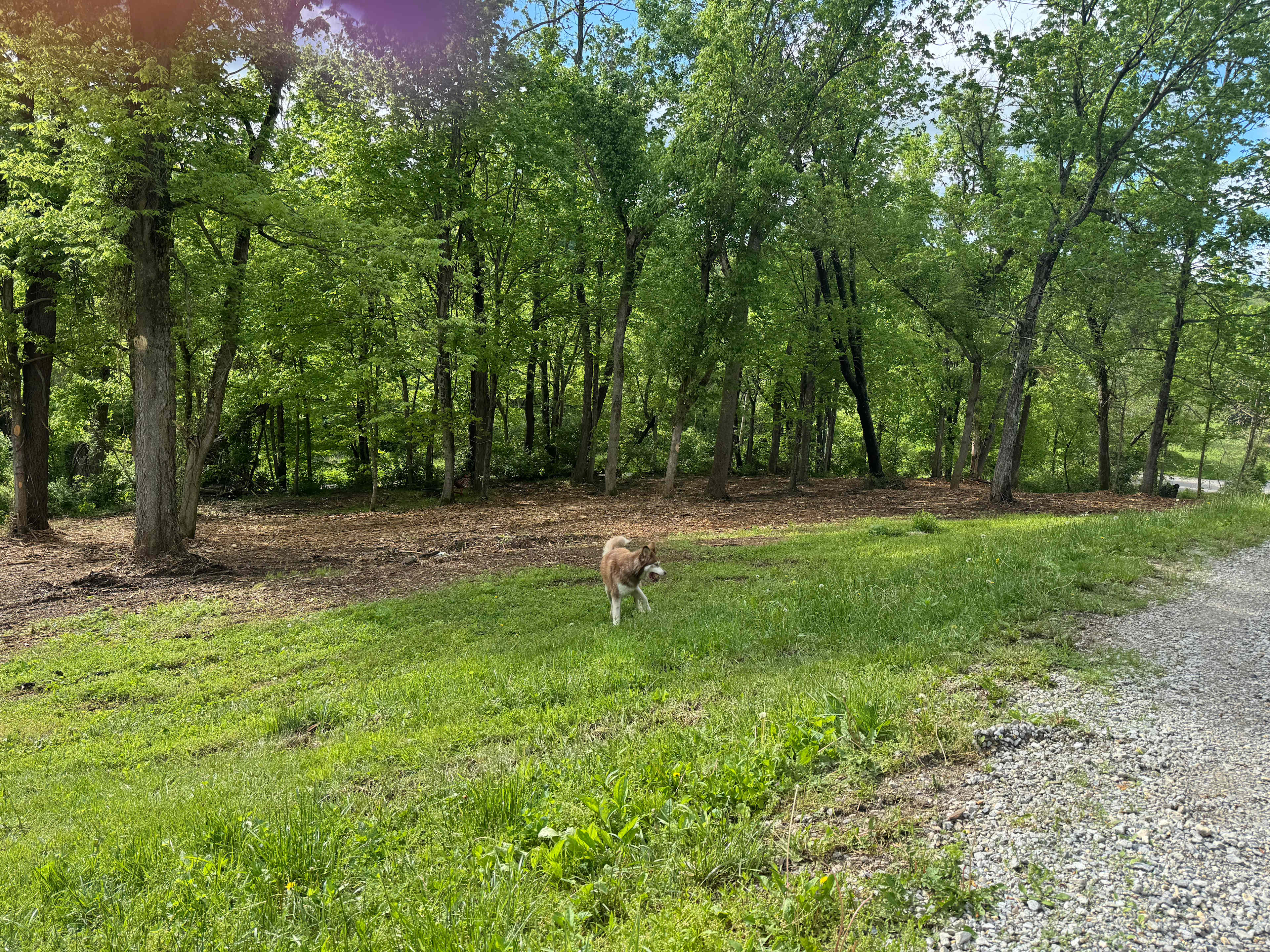 Picture of the site
