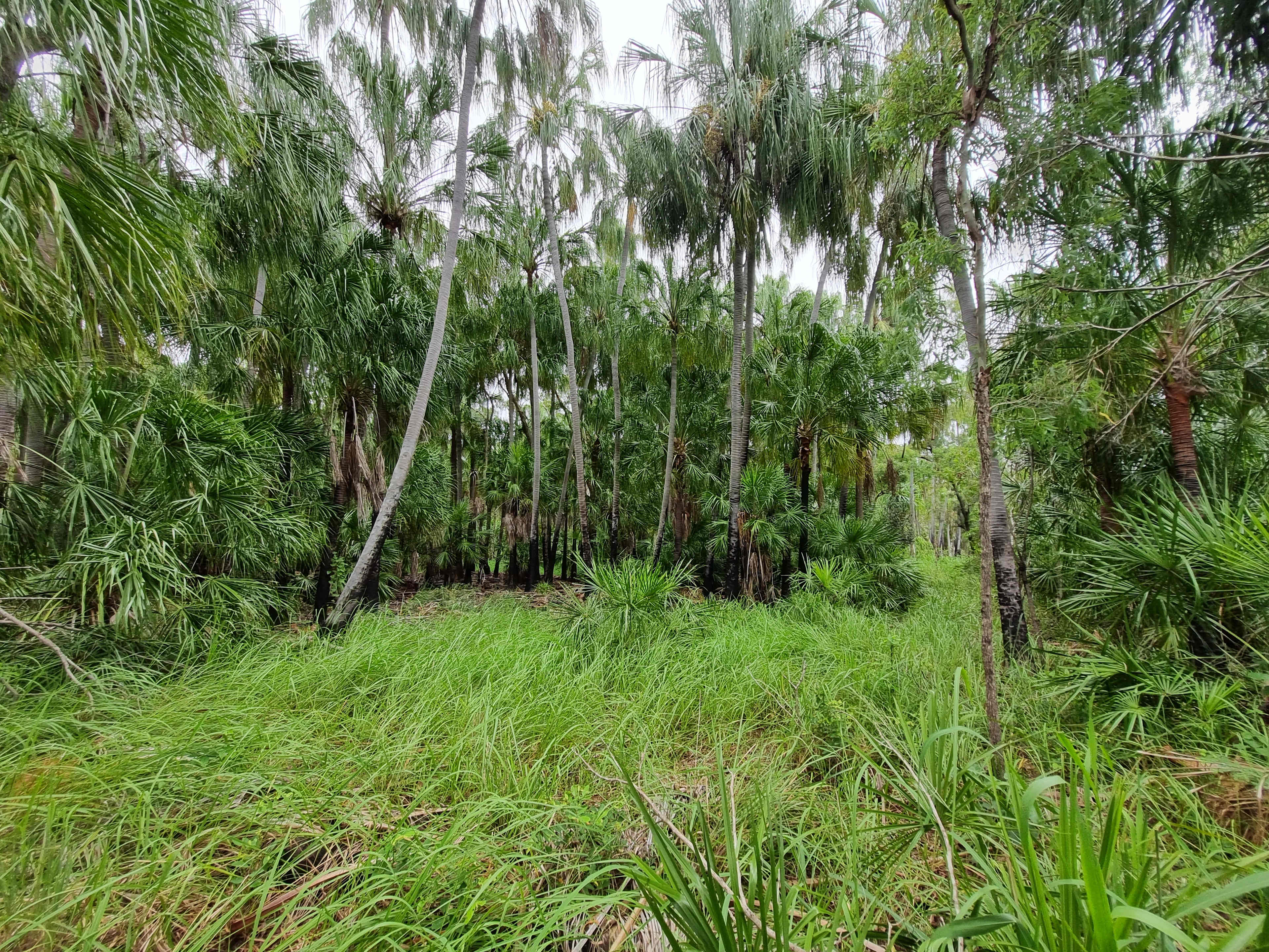 Jorassic Park Clothing optional Hipcamp in Emu Park, Queensland