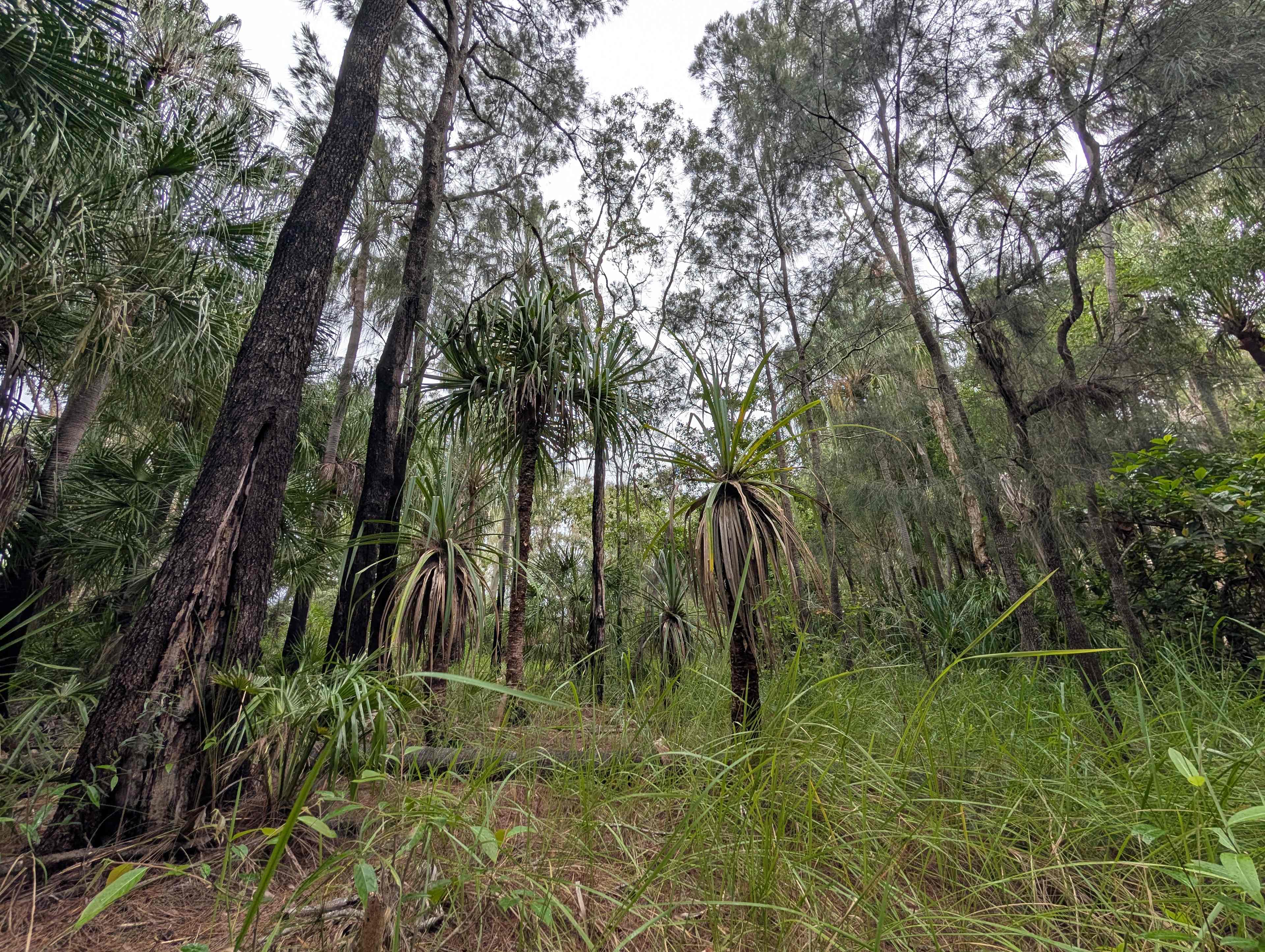 Jorassic Park ( Clothing optional )