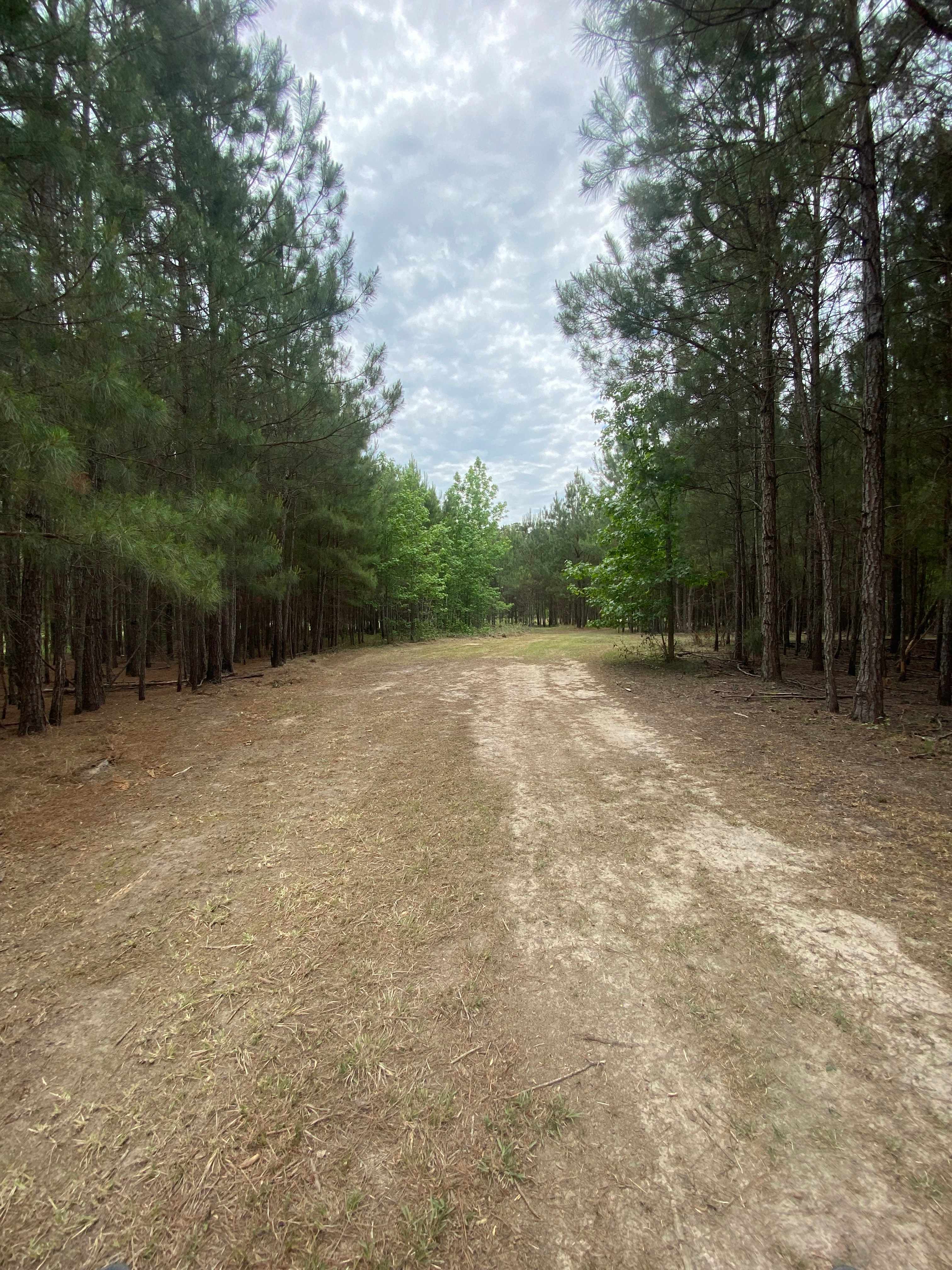 Woodland Escape