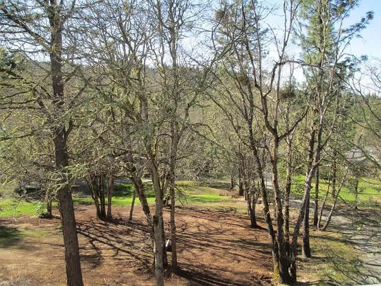 Homestead campsite in the trees