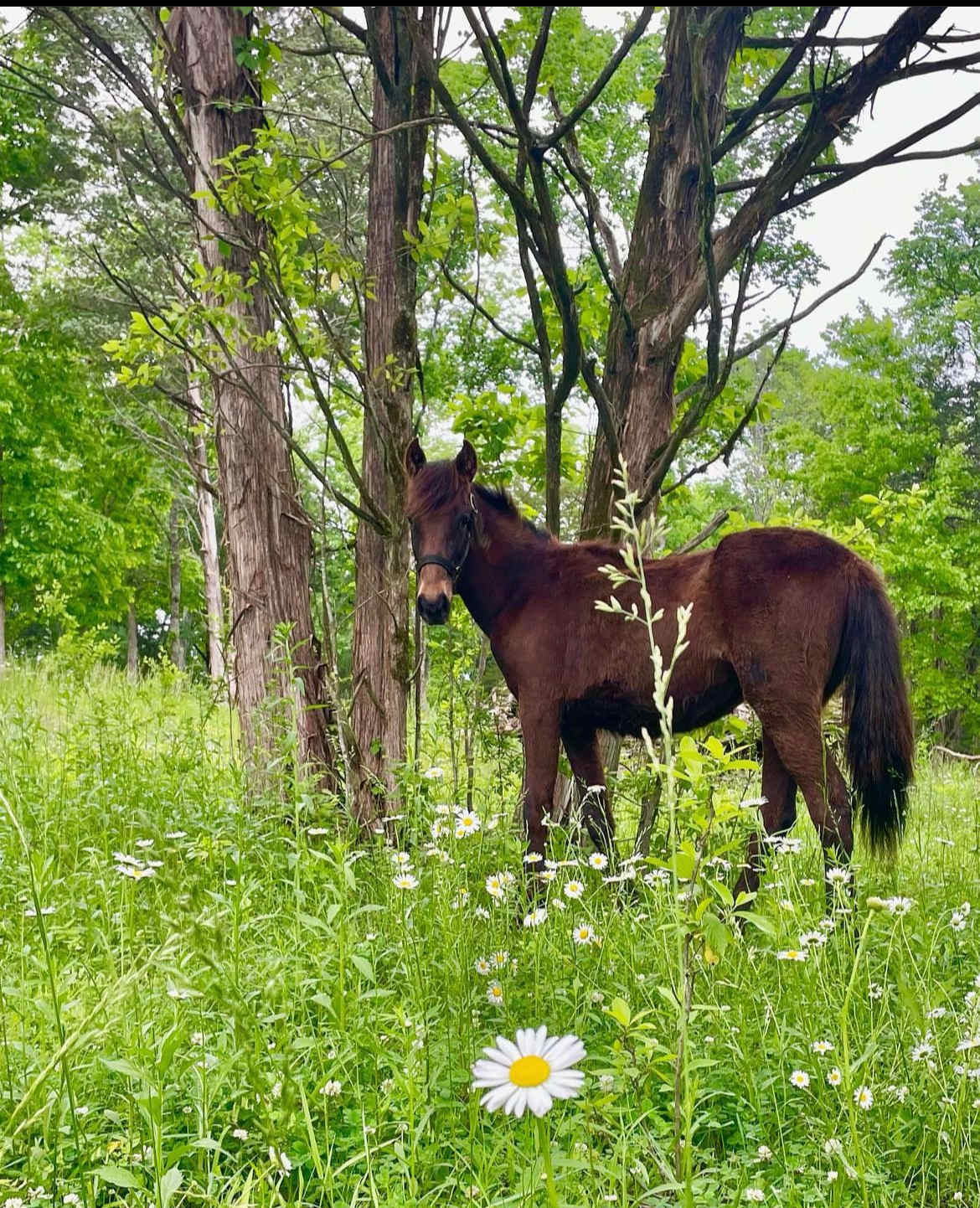 Cedar Hill Ranch
