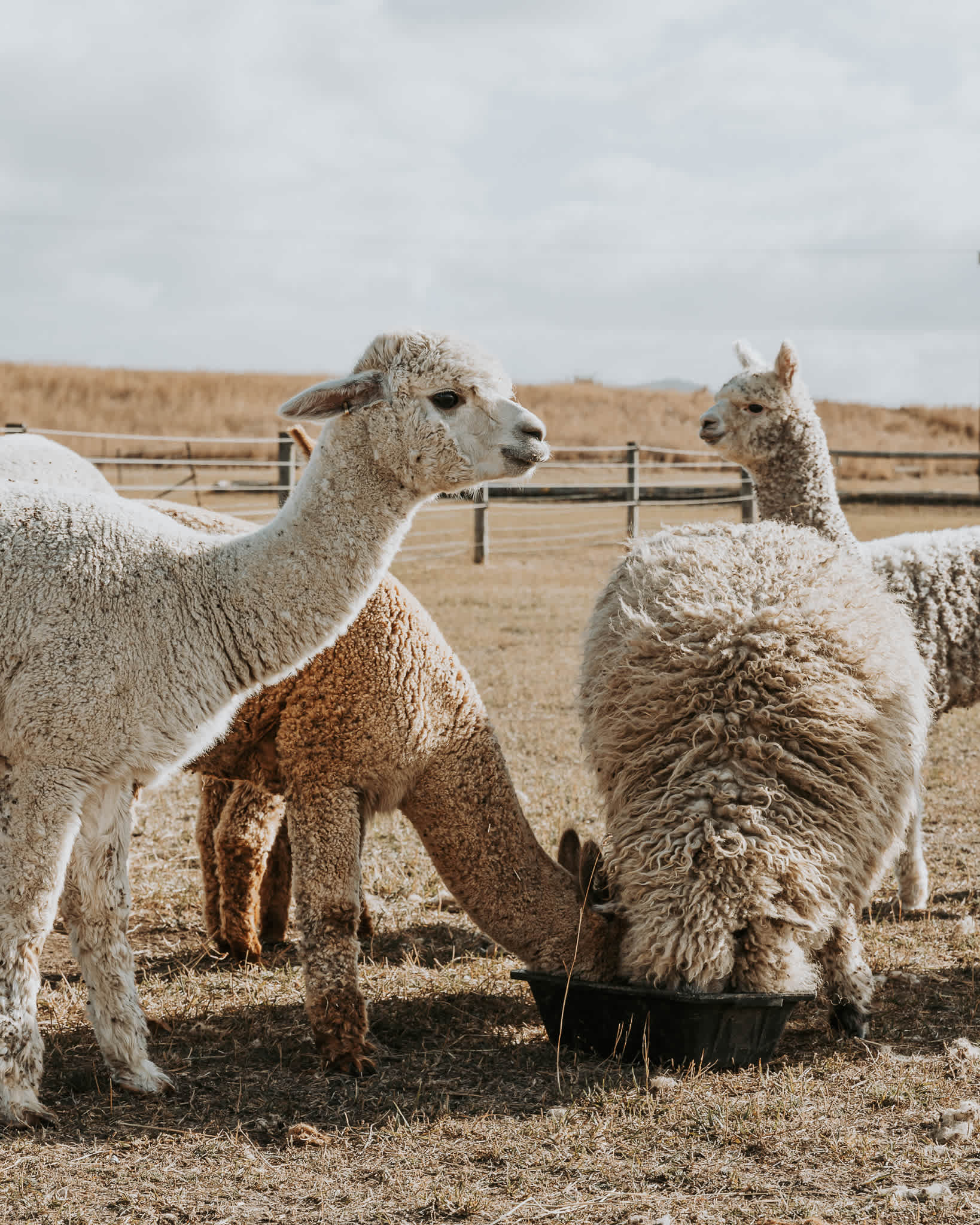 Barrenjoey Farm - Historic Richmond