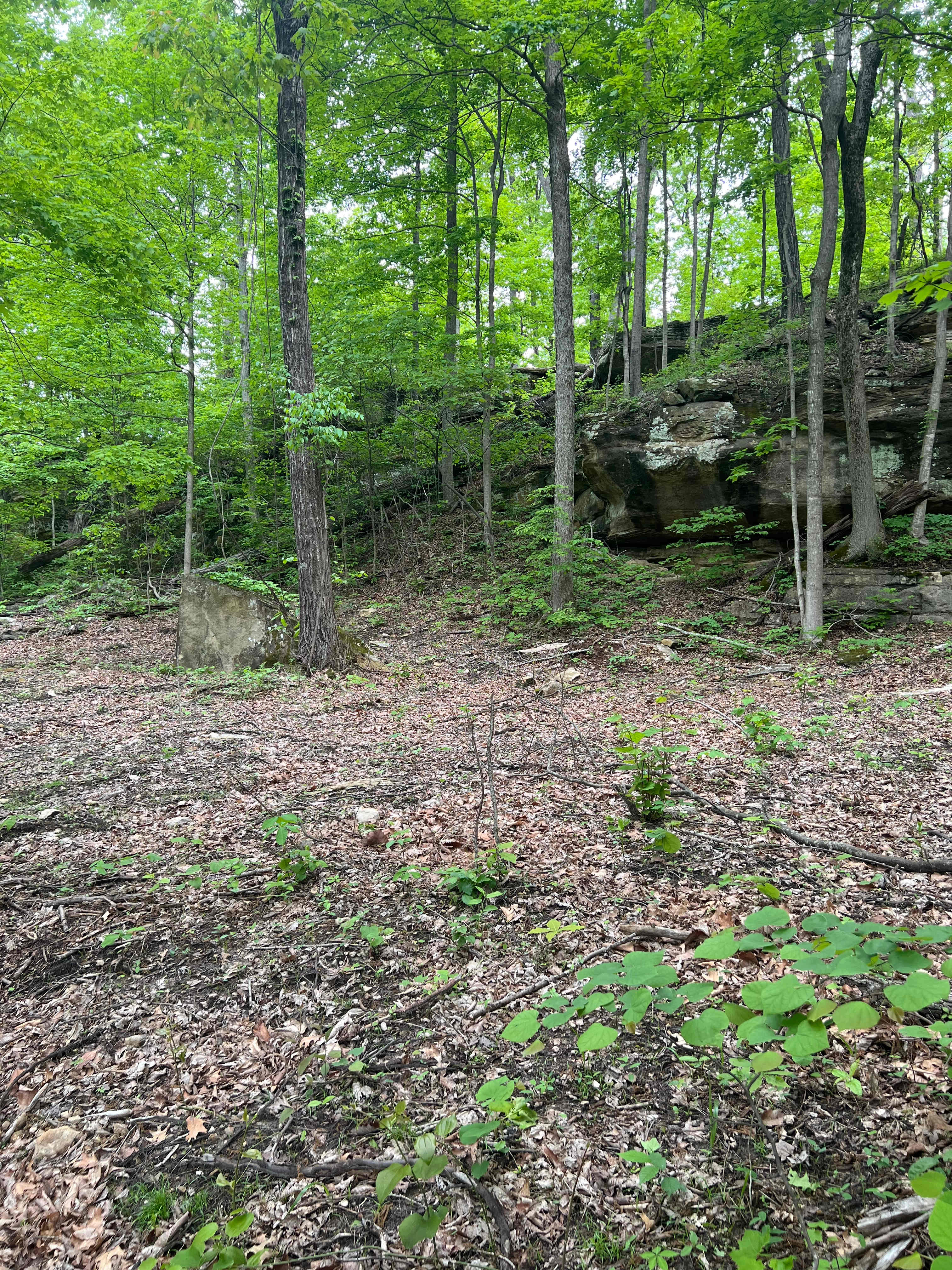 This is the back of the property next to what we call Tilting rock. Flat spots throughout and a pond close by. Since this is in the back of the property, the road to get here can get pretty muddy in rainy weather. Four wheel drive is recommended. Or you may park and hike in if wanted. 