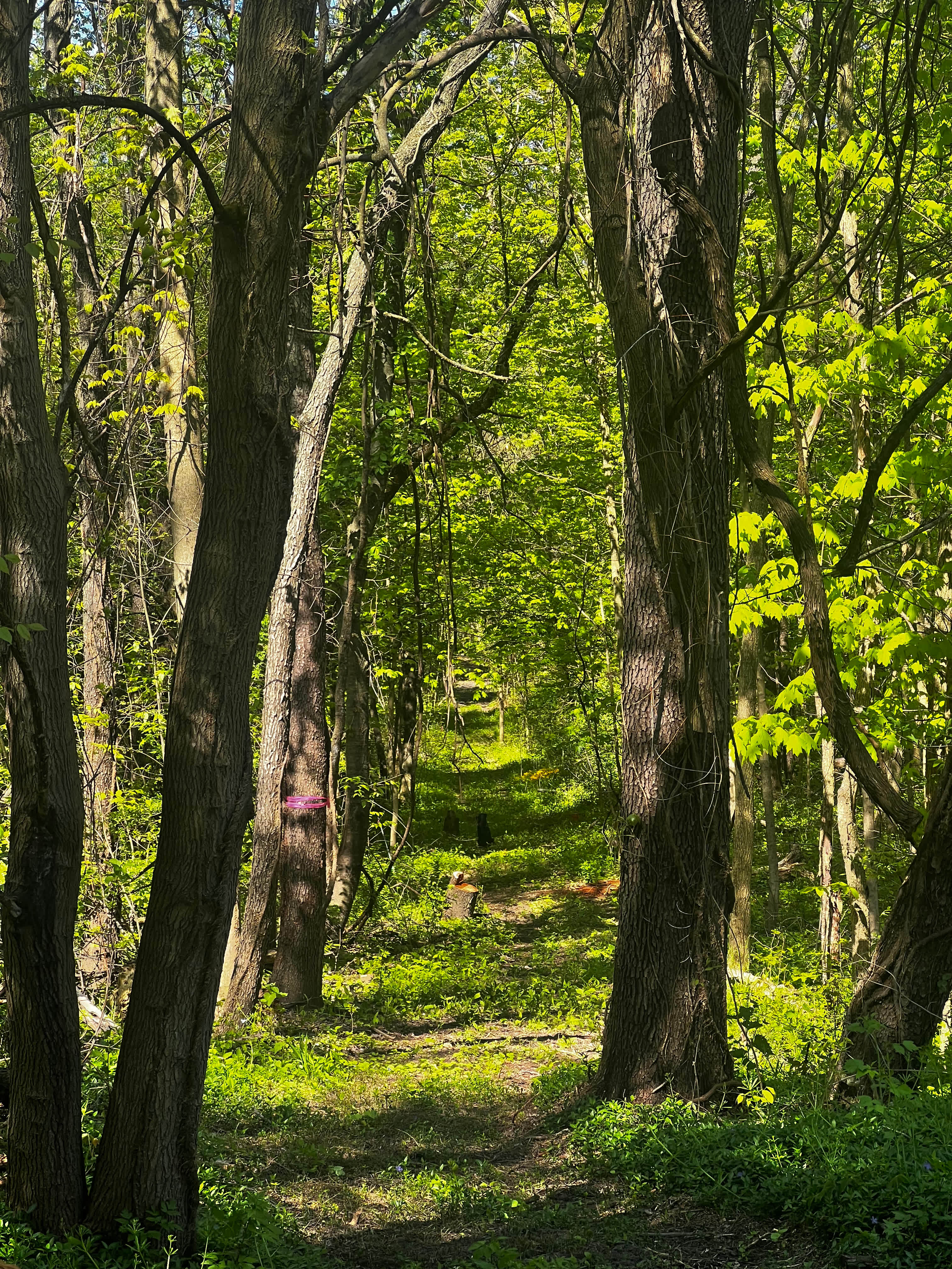 Wrenhaven Woods - Trails & Sunsets