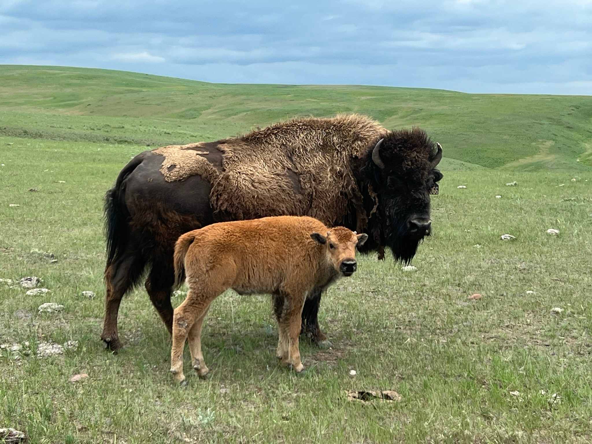 Big Sky Bison Ranch
