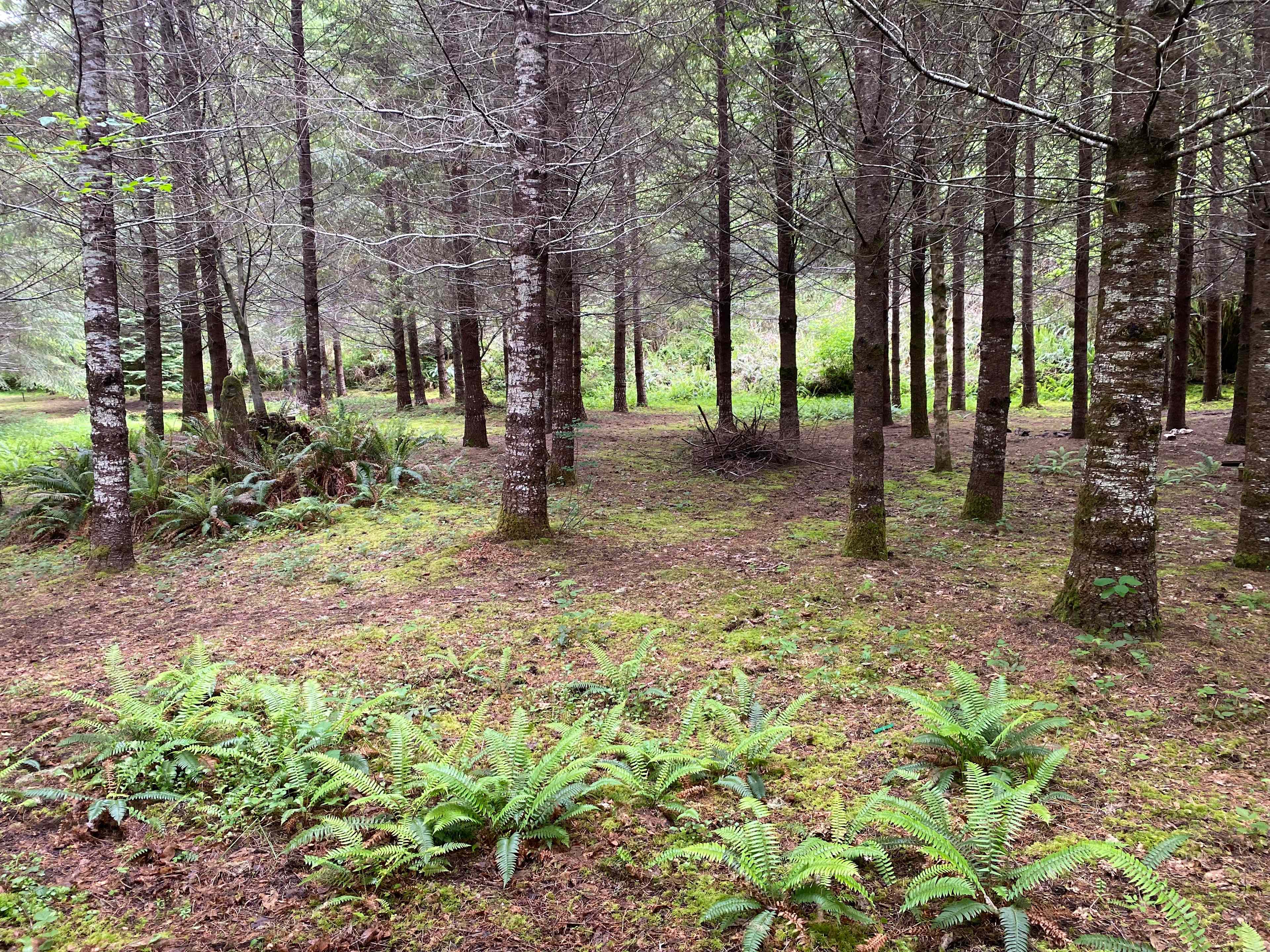 Whimsical Blodgett Woods Camping