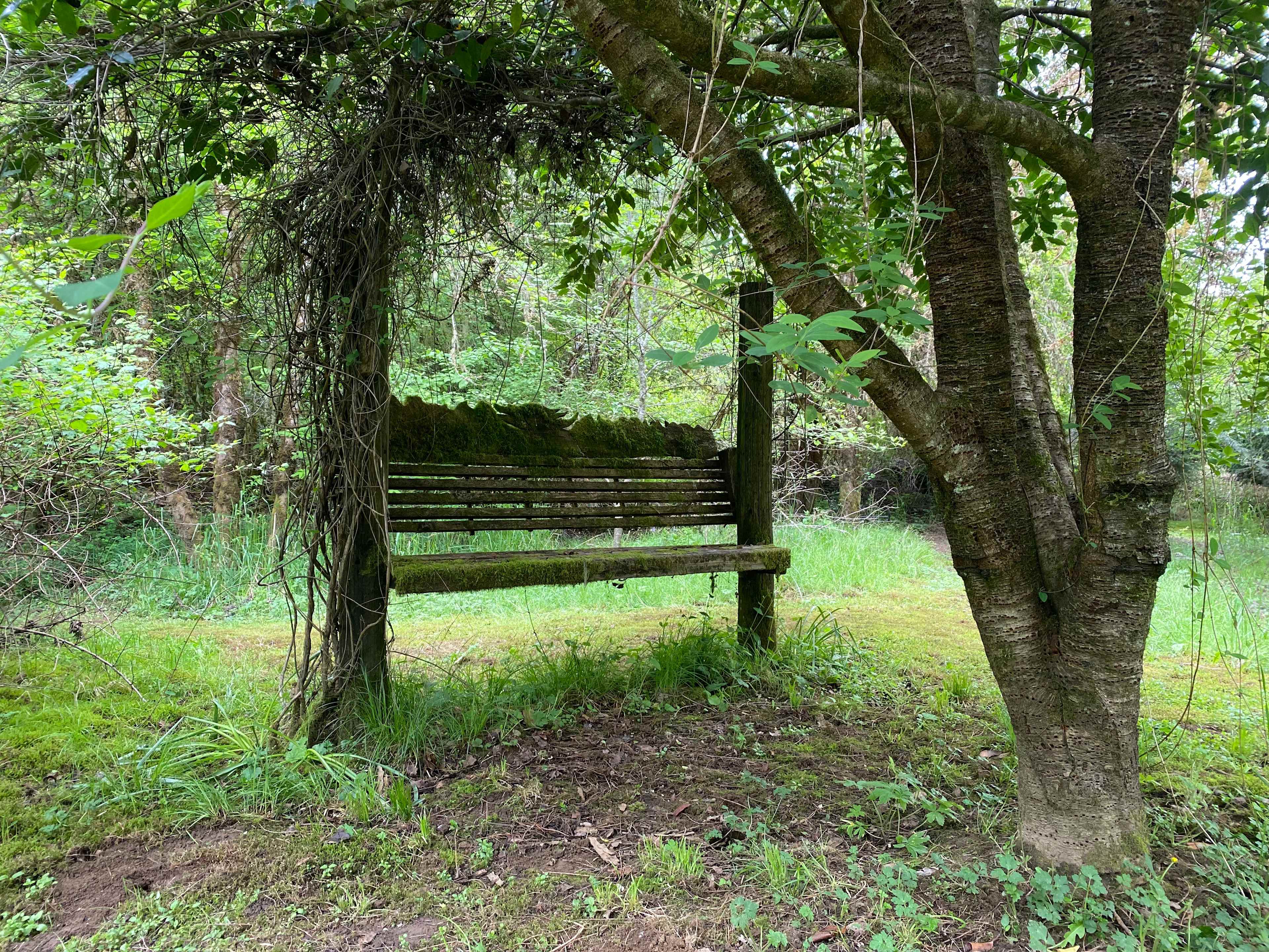 Whimsical Blodgett Woods Camping